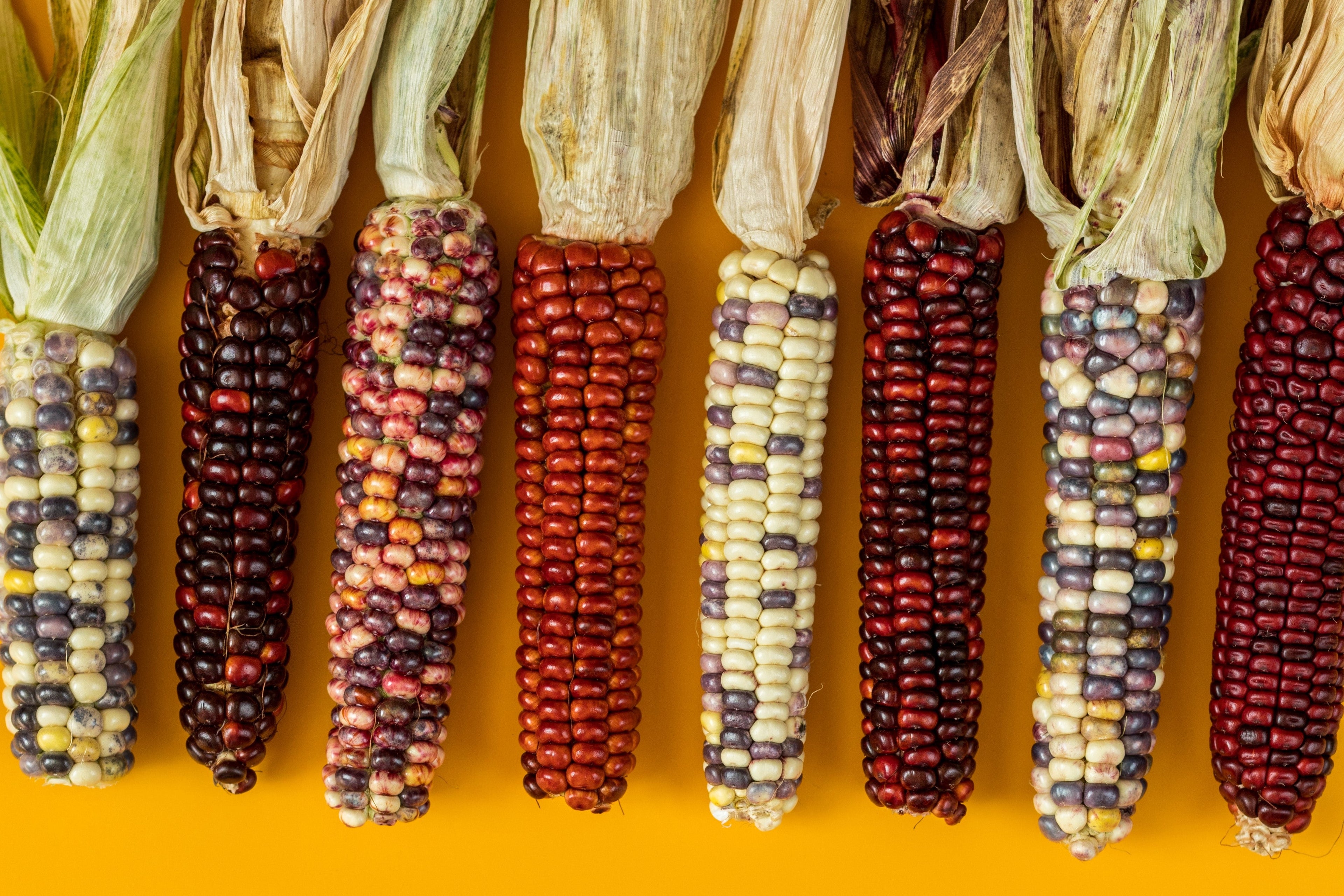 50 Miniature CUTIE POPS POPCORN Corn Multicolored Mini Mix Zea Mays Seeds