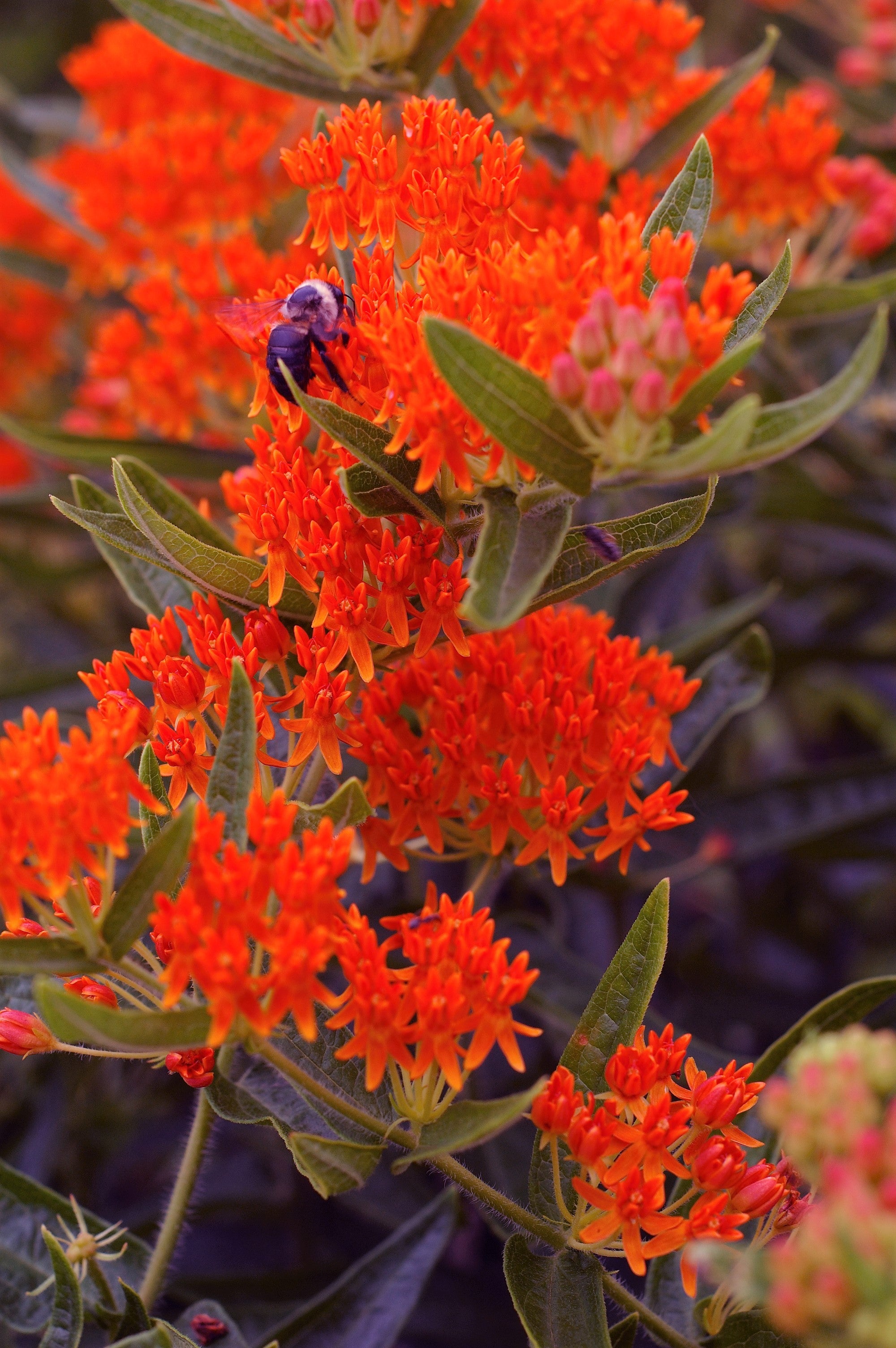 10 GAY BUTTERFLIES MILKWEED Red Yellow Orange Mix Asclepias Tuberosa Butterfly Weed Flower Seeds