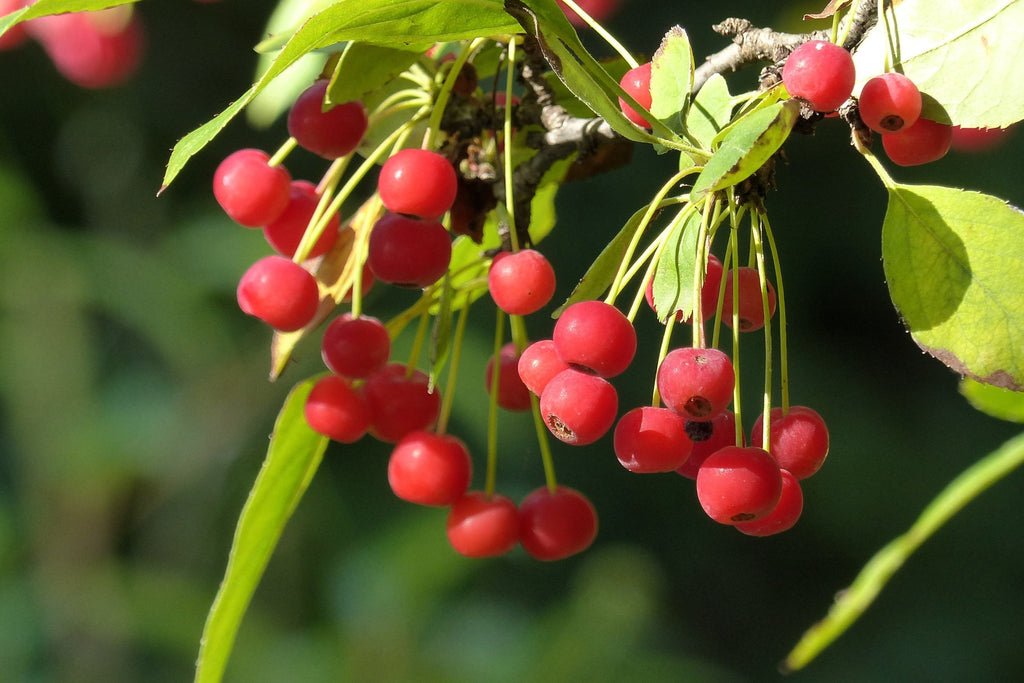 30 Sargent CRAB APPLE Shrub Hummingbird Flower White Red Malus Sargentii Seeds