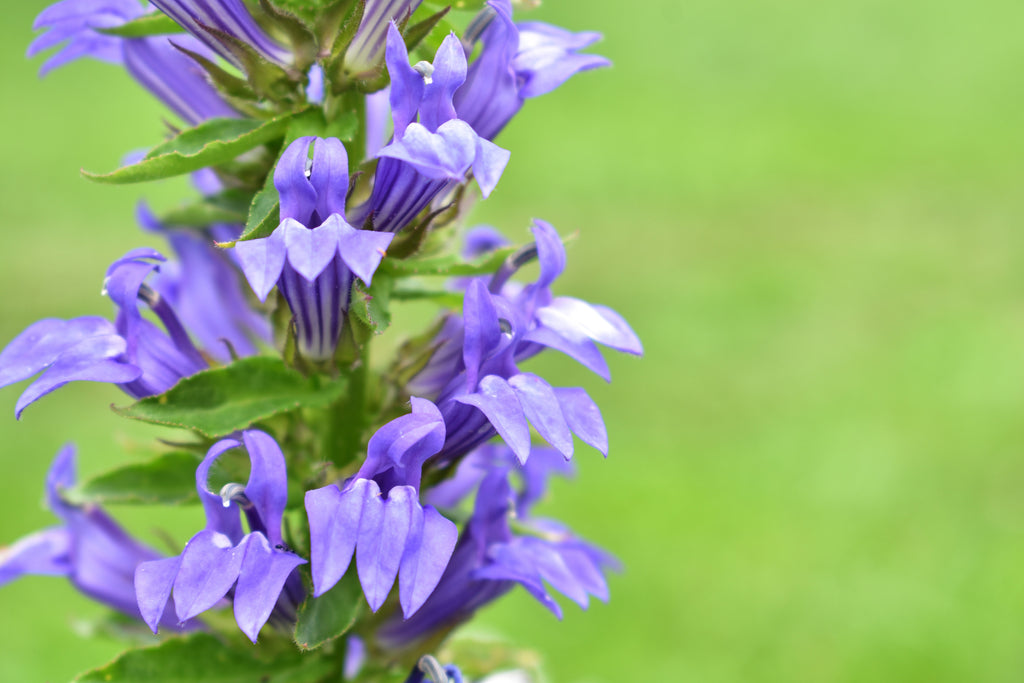 500 GREAT BLUE LOBELIA Lobelia Siphilitica Flower Seeds