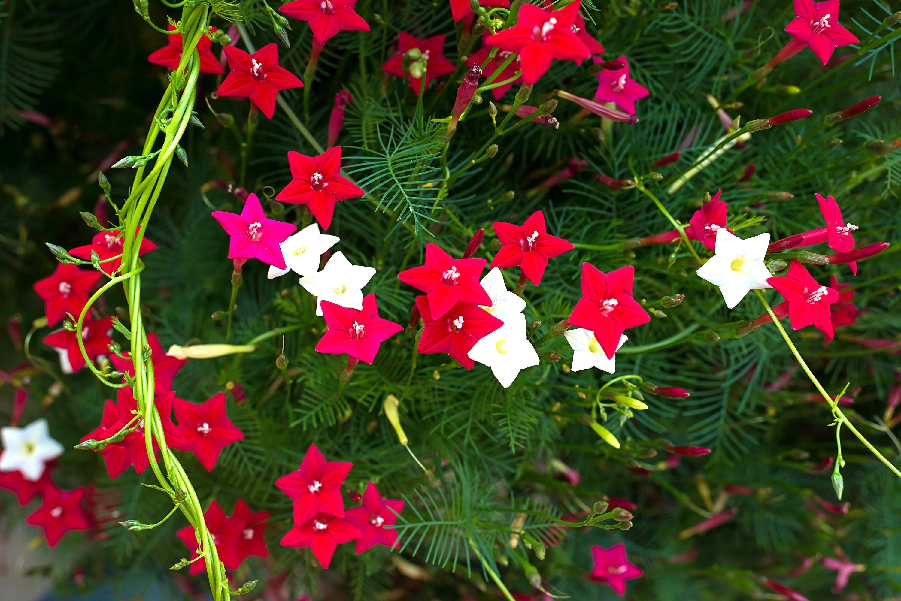 50 CYPRESS VINE MIX Ipomoea Quamoclit Convolvulus Hummingbird Star Morning Glory Cardinal Creeper Flower Seeds - Mixed Colors Red Pink White
