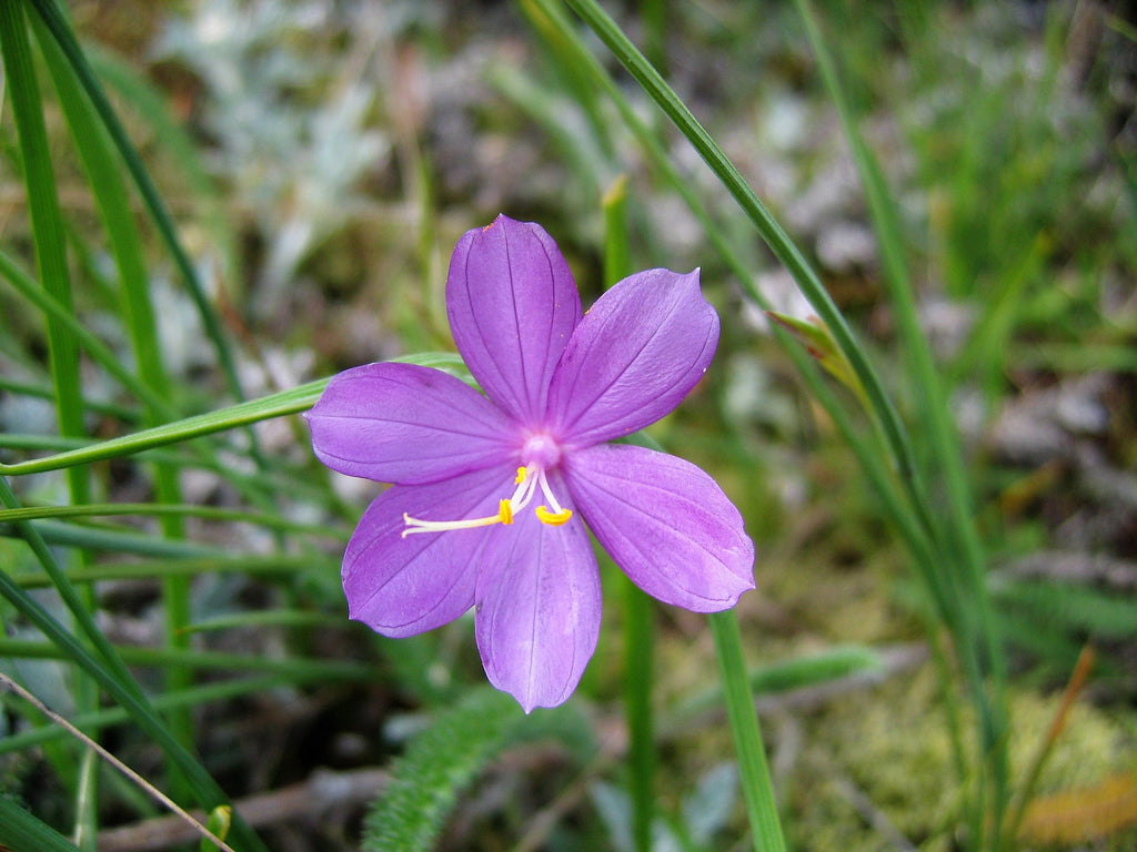 20 GRASSWIDOW Purple-Eyed Grass Sisyrinchium Inflatum syn. Olsynium Douglasii Grass Widows Reddish Purple Ornamental Grass Flower Seeds