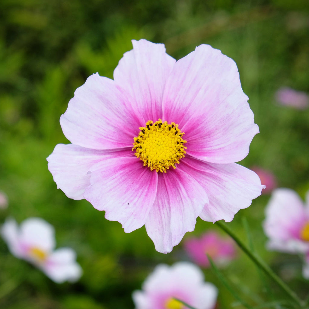 150 DAYDREAM COSMOS Bipinnatus White & Pink Bicolor Flower Seeds