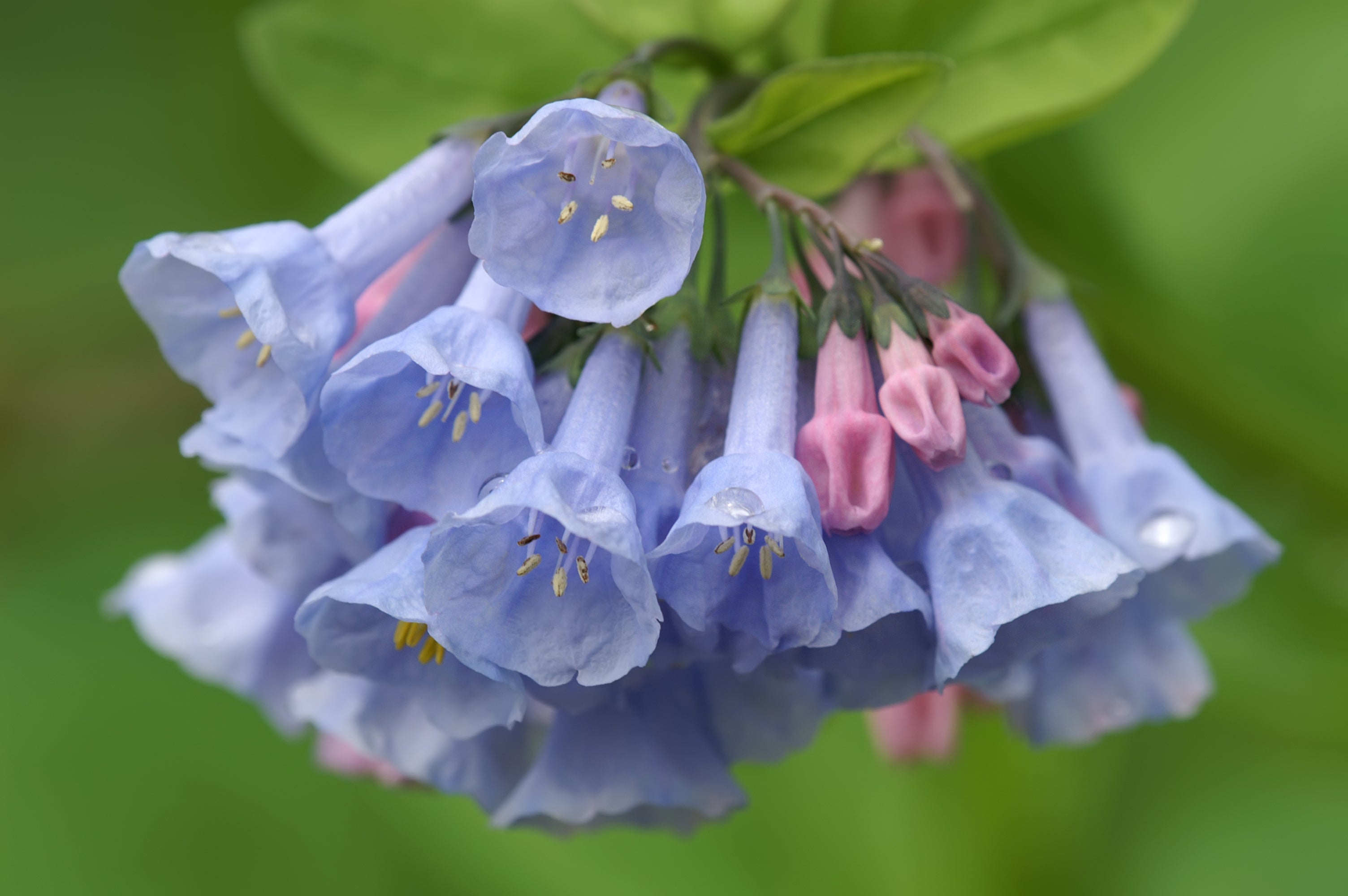 20 VIRGINIA BLUEBELLS True Blue & Pink Mertensia Virginica Flower Seeds