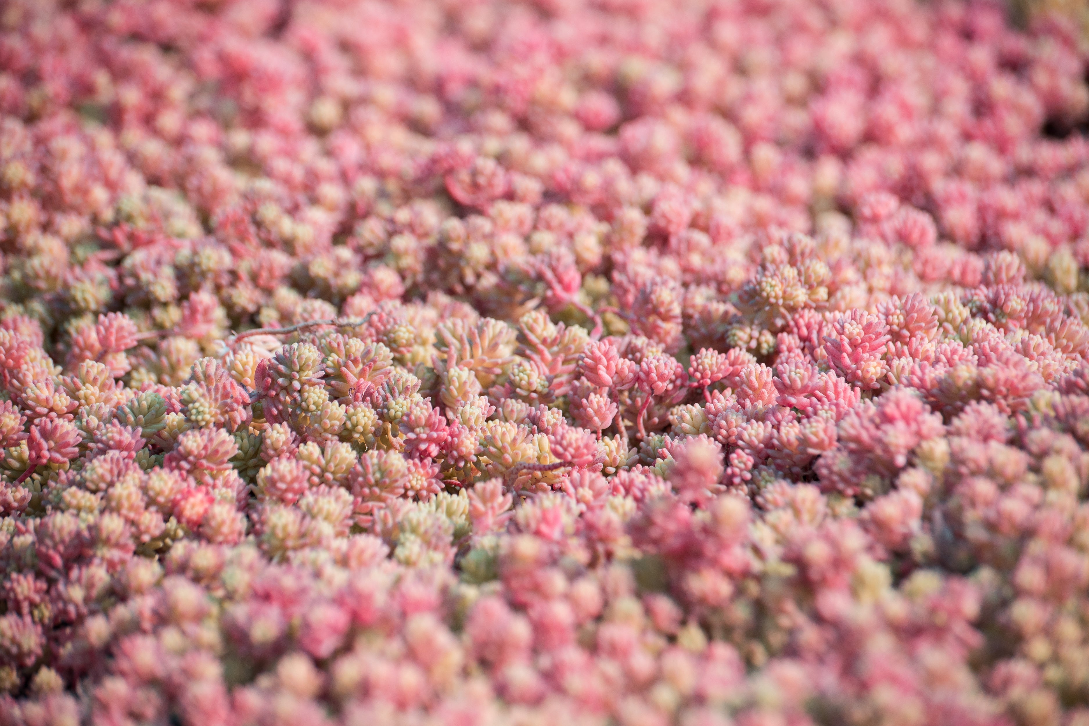 150 MIXED SEDUM Stonecrop Succulent Groundcover Red White Yellow Pink Purple Flower Seeds