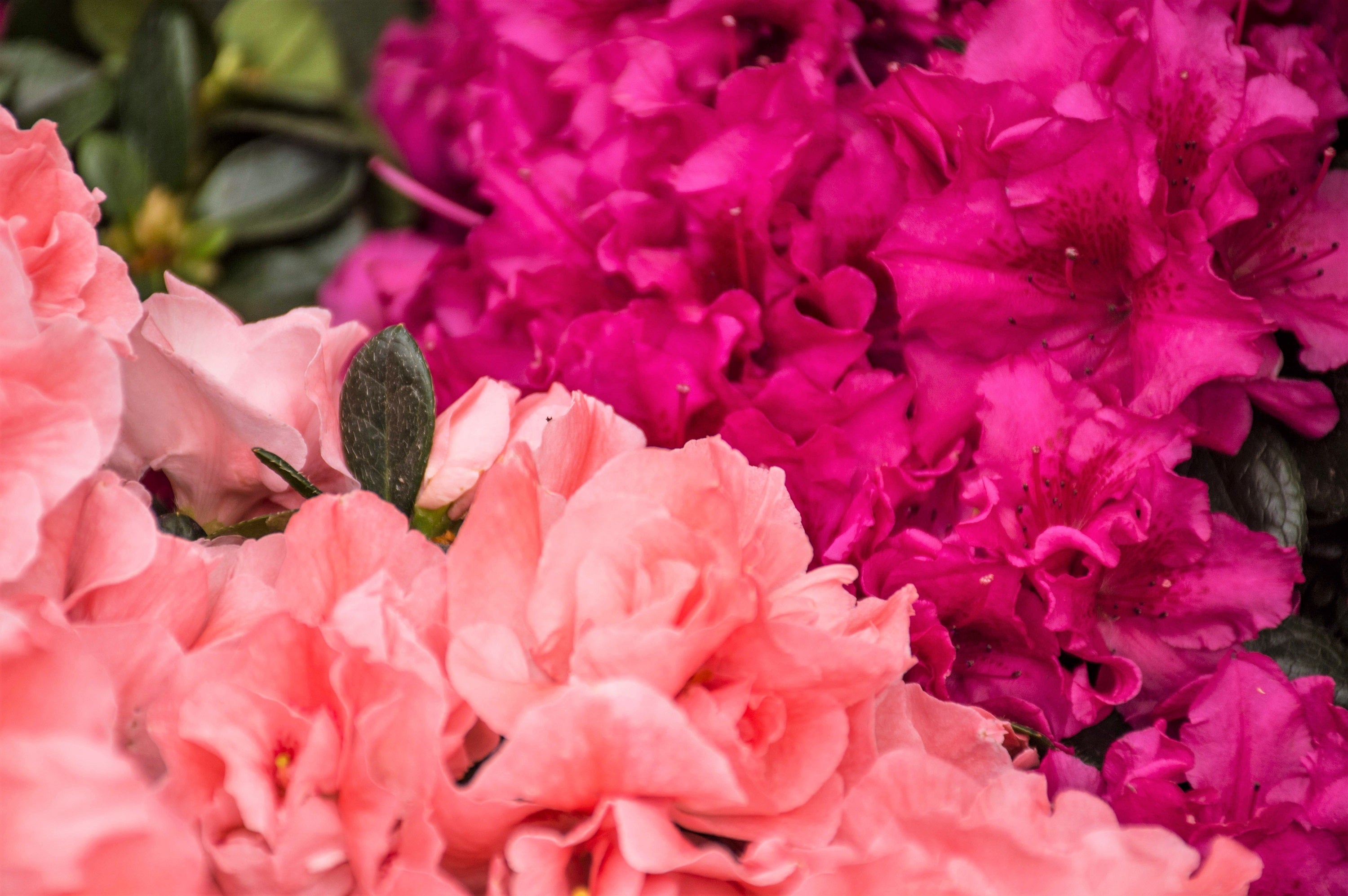 50 MIXED HYBRIDS RHODODENDRON spp. Mixed Colors - Red, Pink, Purple, White, Yellow, Orange Flower Sun or Shade Bush Shrub Seeds