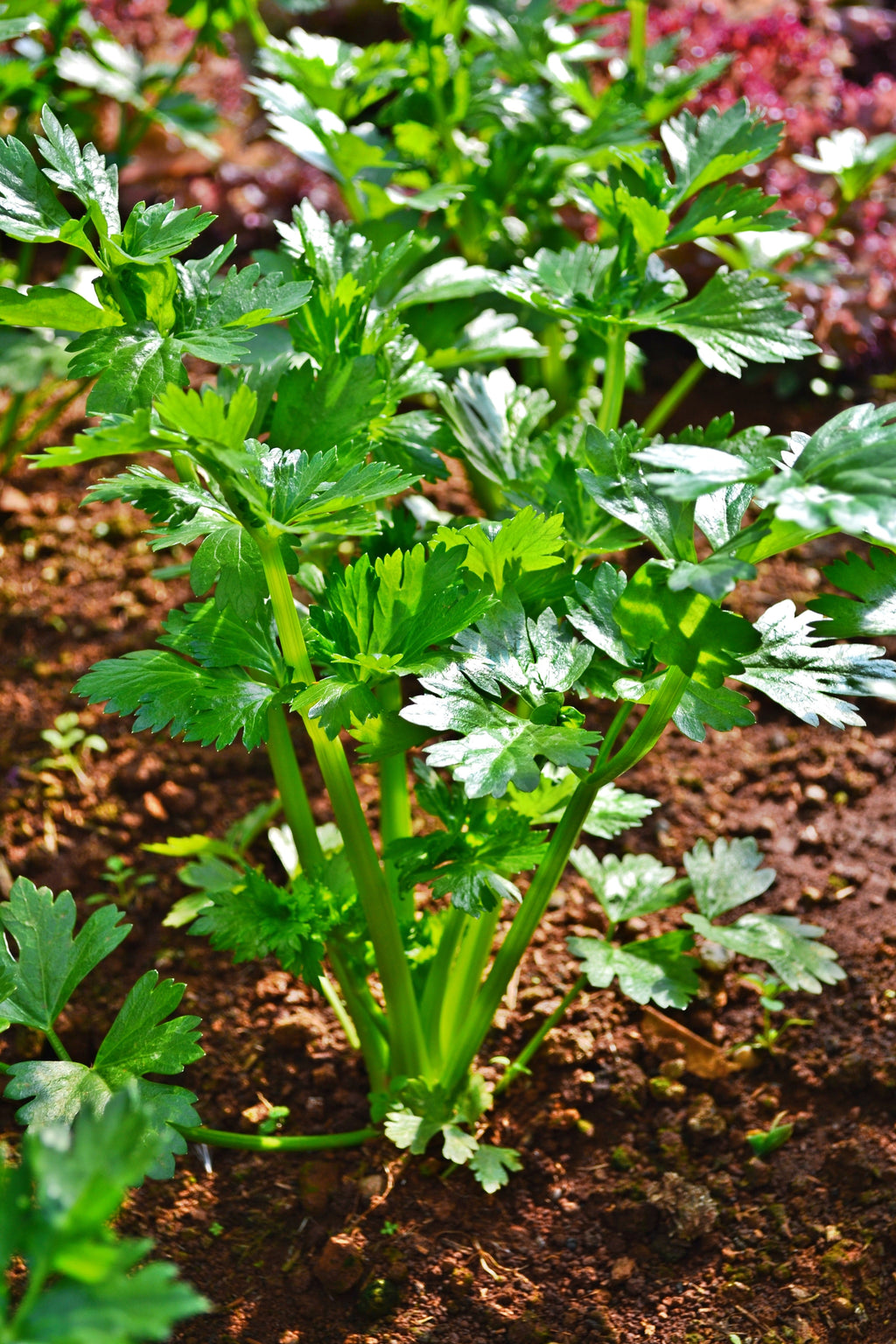 2000 Cutting LEAF CELERY Apium Graveolens Secalinum European Chinese Herb Seeds
