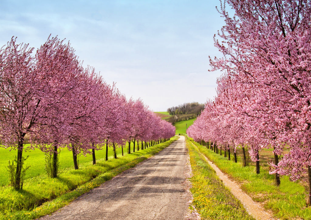 3 NEMAGUARD PEACH TREE Prunus Persica Fruit Pink Flower Seeds