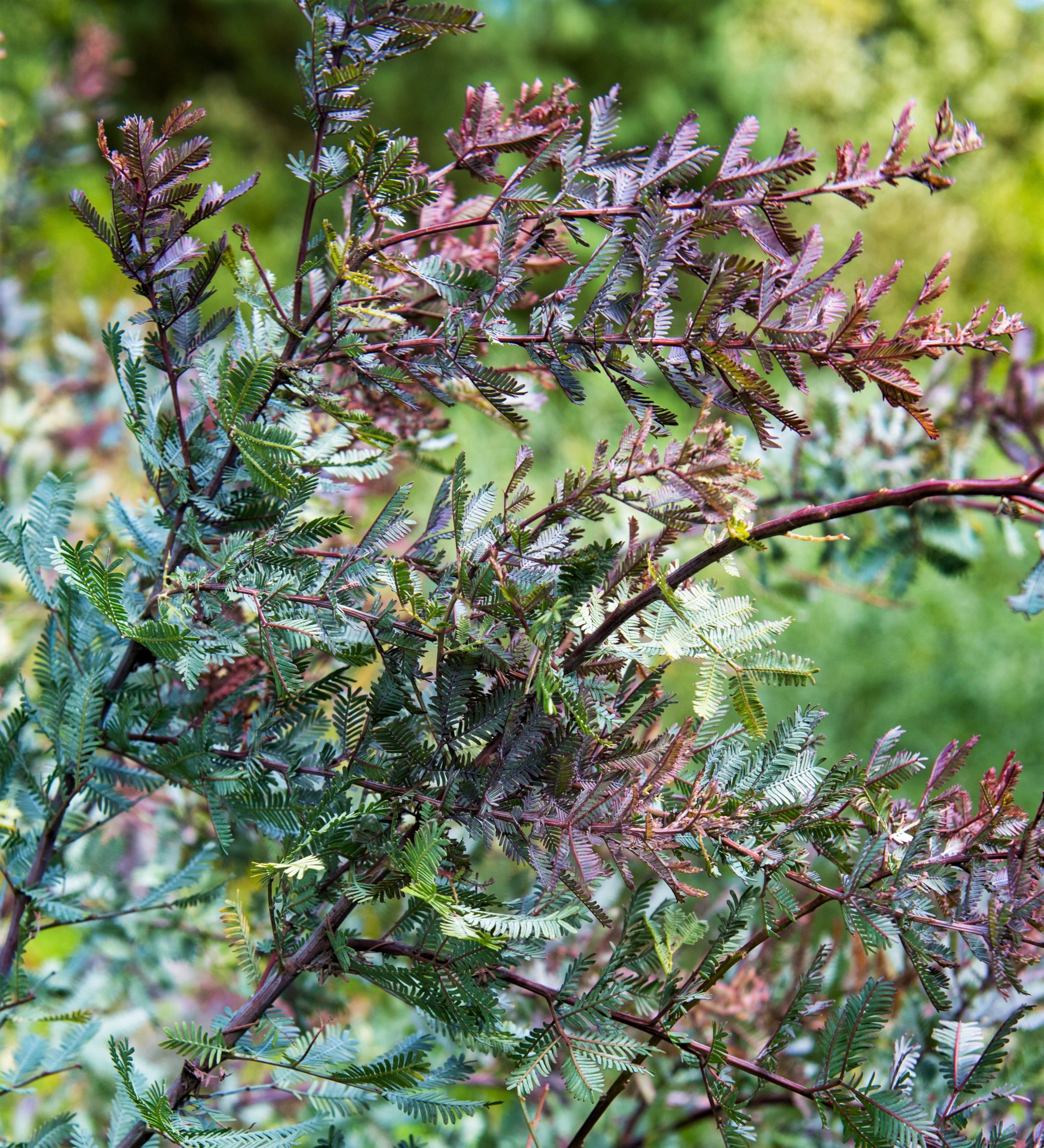 10 PURPLE ACACIA Baileyana Purpurea Fernleaf Mimosa Cootamundra Wattle Tree Yellow Flower Seeds