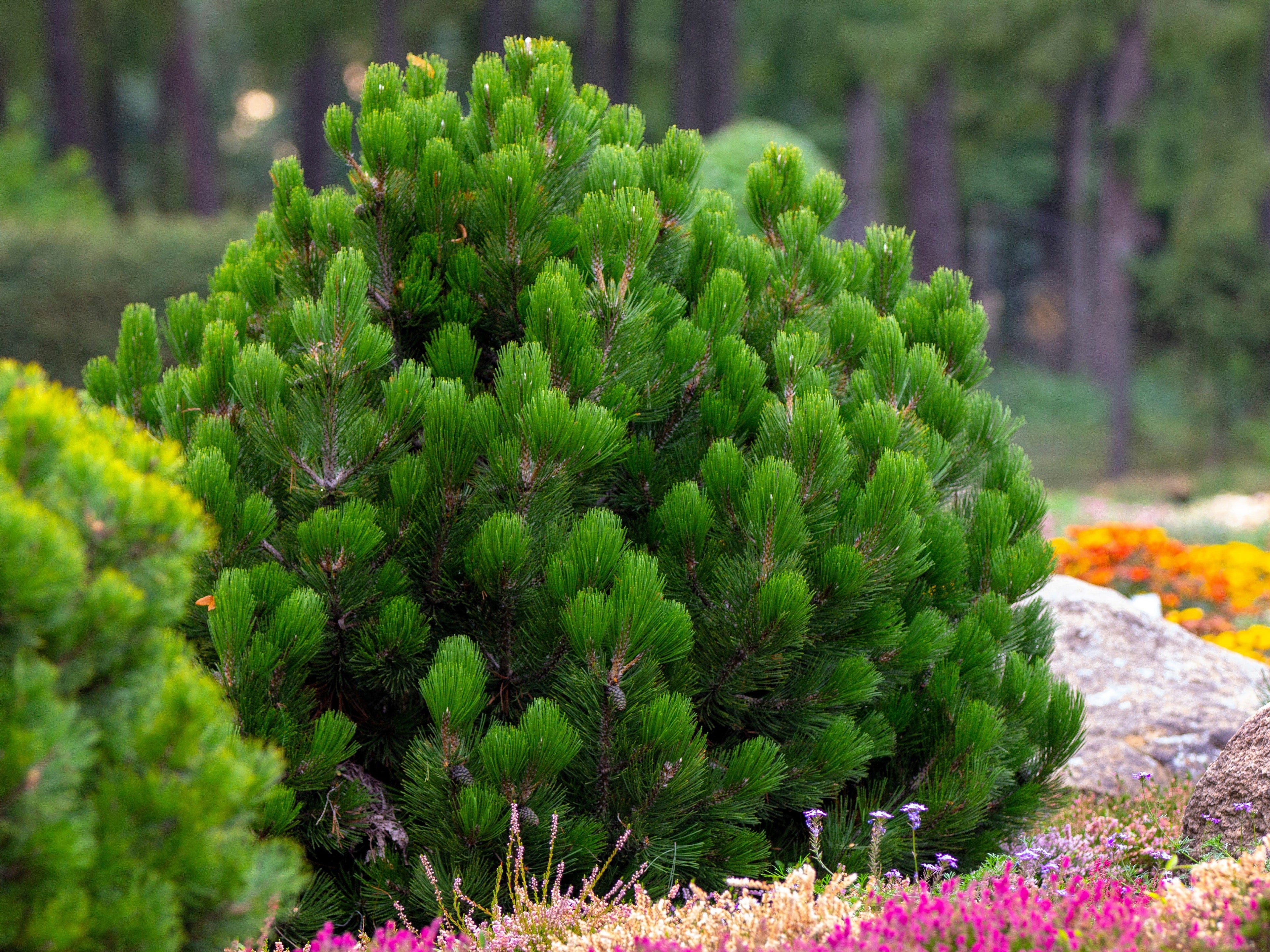 25 MUGO PINE Dwarf Evergreen Pinus Pumilio Shrub Seeds