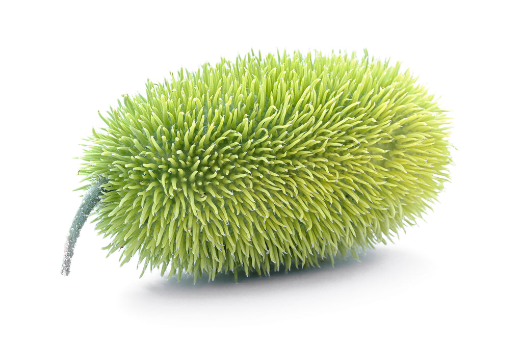 10 WOOLY BEAR GOURD Hedgehog Cucumis Dipsaceus Fuzzy Green Ornamental Seeds