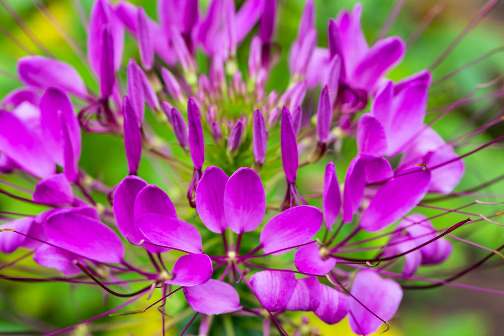 100 VIOLET QUEEN CLEOME Hassleriana Cleome Spinosa Purple Spider Flower Seeds