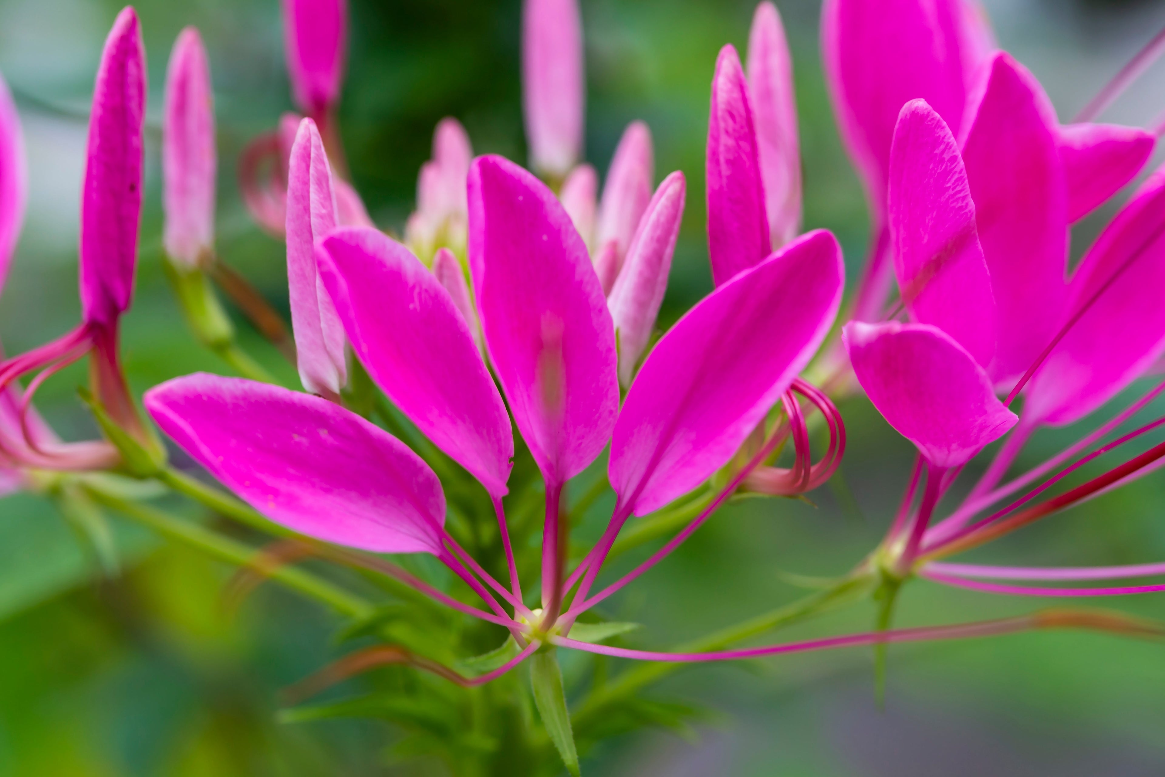 200 CHERRY QUEEN CLEOME Spinosa Hassleriana Carmine Rose Spider Flower Seeds