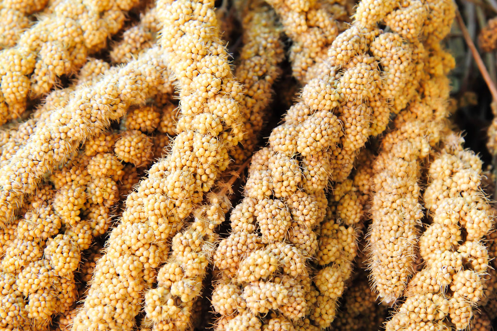 100 FOXTAIL MILLET Setaria Italica Ornamental Grass Wildlife Food Flower Seeds