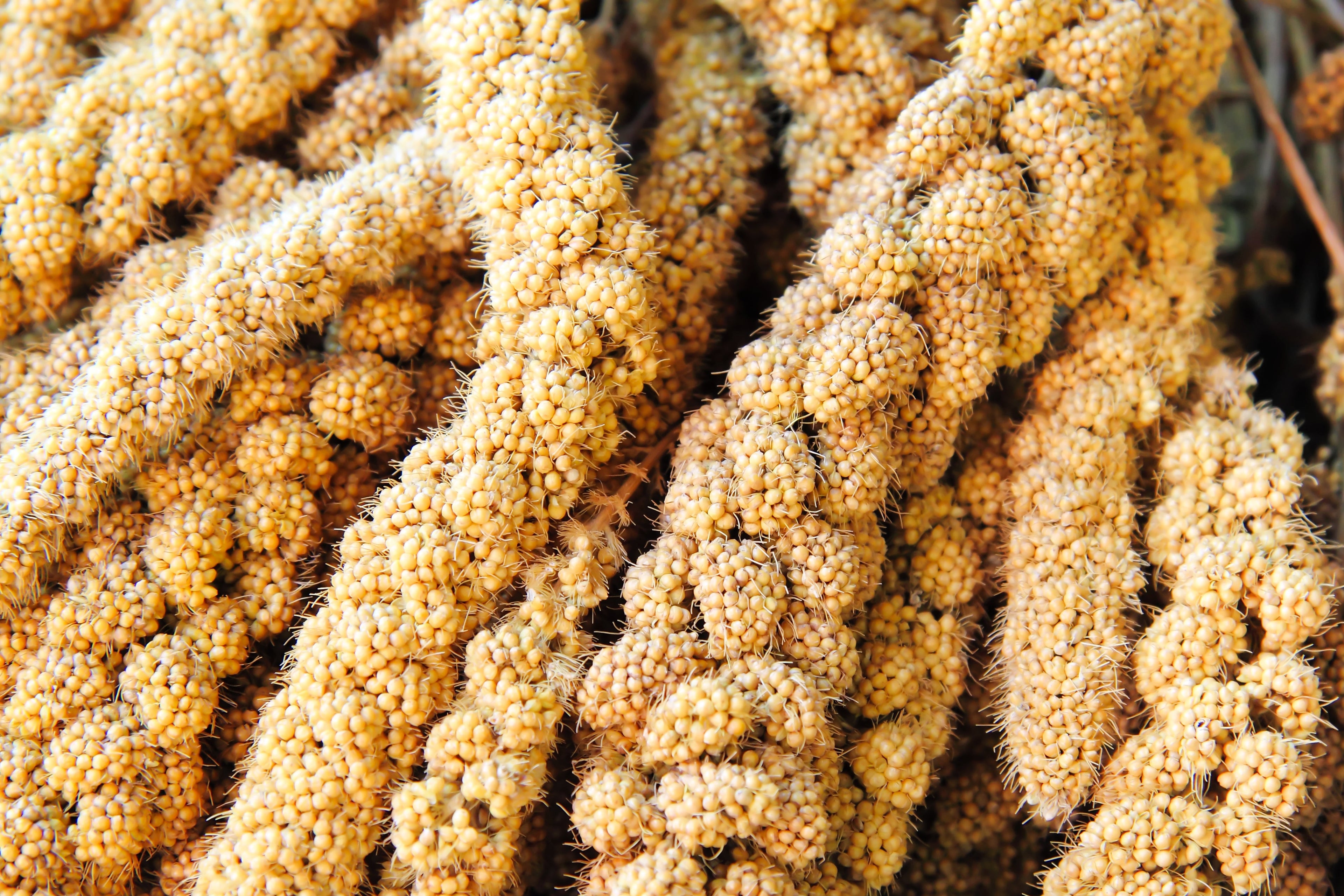 100 FOXTAIL MILLET Setaria Italica Ornamental Grass Wildlife Food Flower Seeds