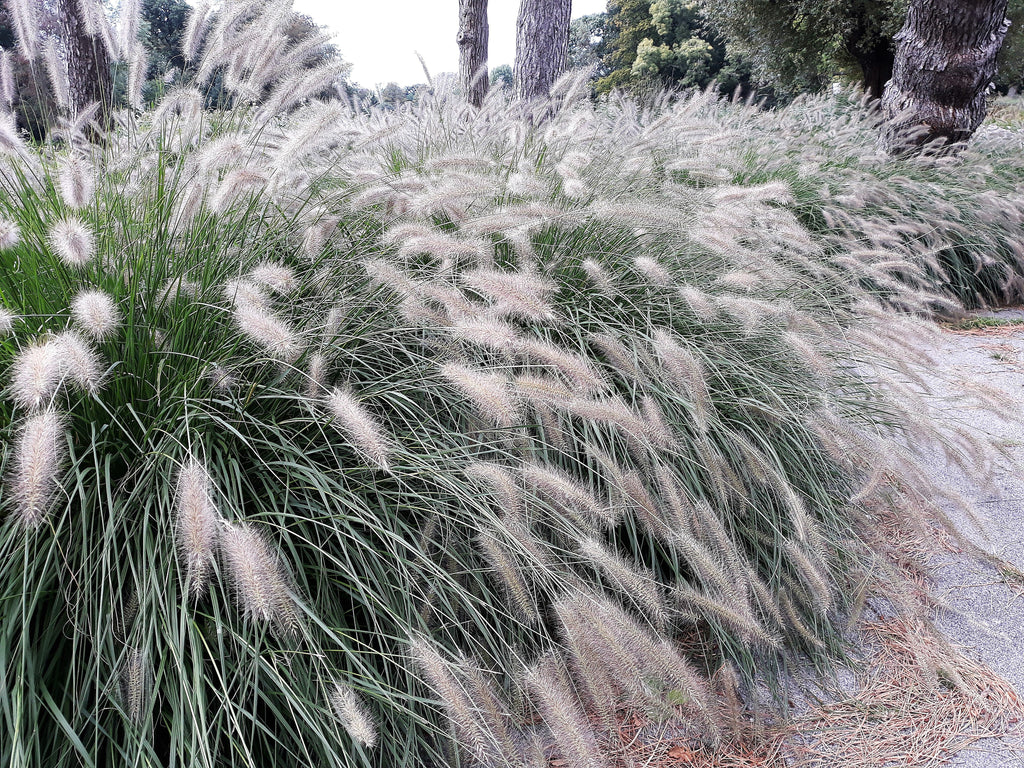 25 DWARF FOUNTAIN GRASS Pennisetum Alopecuroides Hardy Ornamental White Plume Seeds