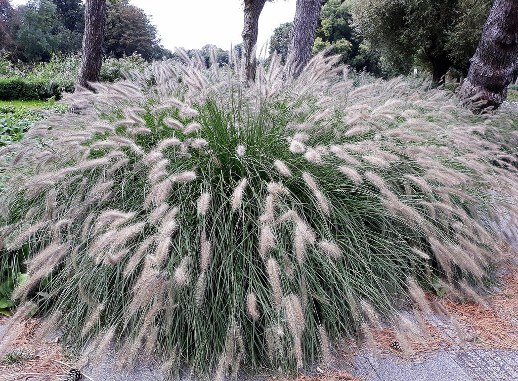 25 DWARF FOUNTAIN GRASS Pennisetum Alopecuroides Hardy Ornamental White Plume Seeds