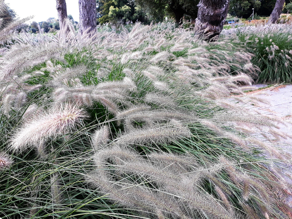 25 DWARF FOUNTAIN GRASS Pennisetum Alopecuroides Hardy Ornamental White Plume Seeds