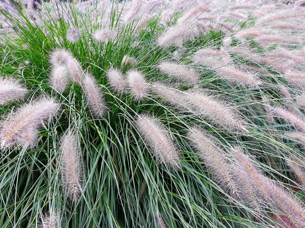 25 DWARF FOUNTAIN GRASS Pennisetum Alopecuroides Hardy Ornamental White Plume Seeds