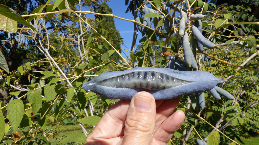 7 BLUE SAUSAGE FRUIT Edible & Ornamental Decaisnea Fargesii Tree Shrub Seeds