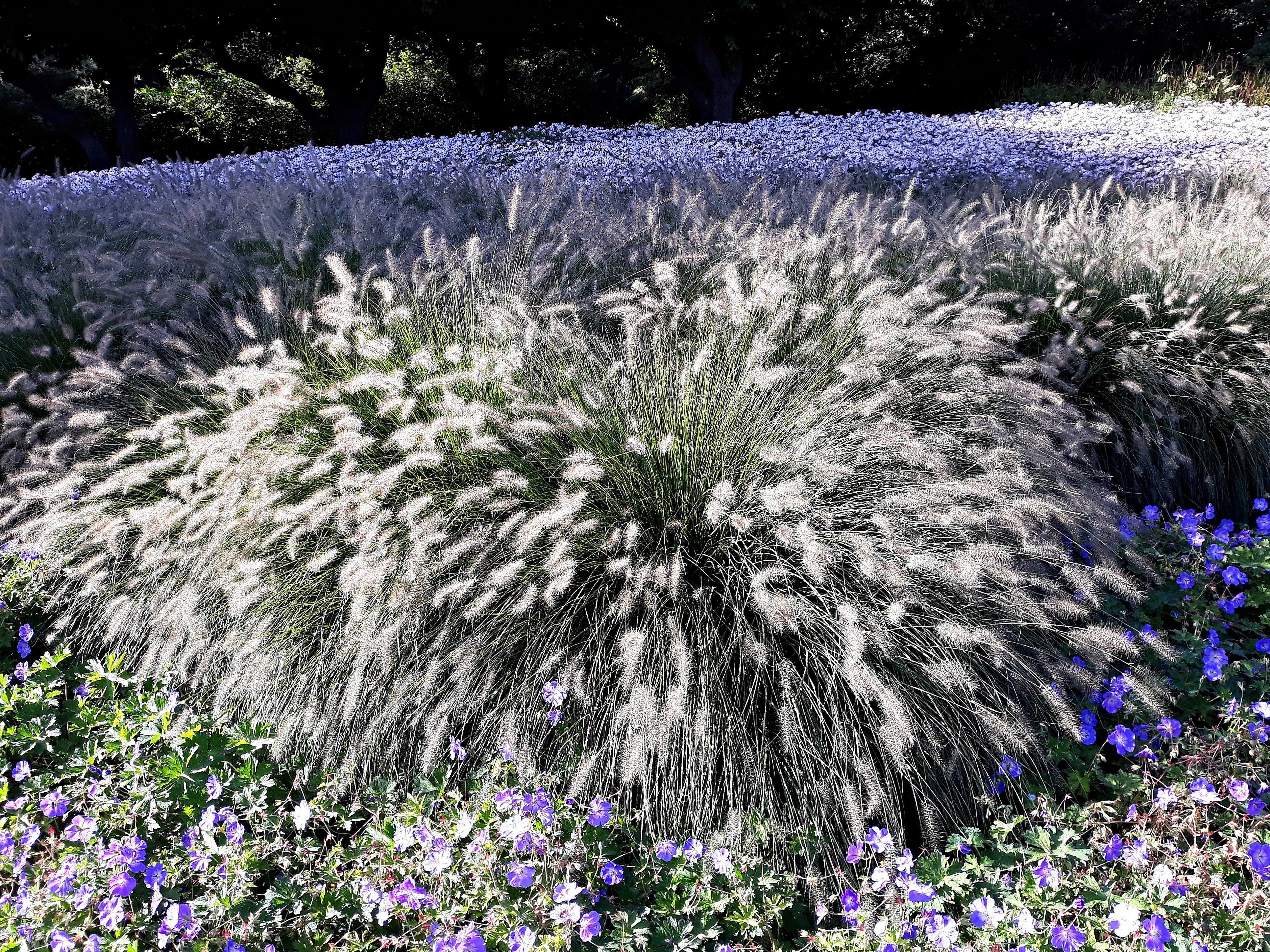25 DWARF FOUNTAIN GRASS Pennisetum Alopecuroides Hardy Ornamental White Plume Seeds