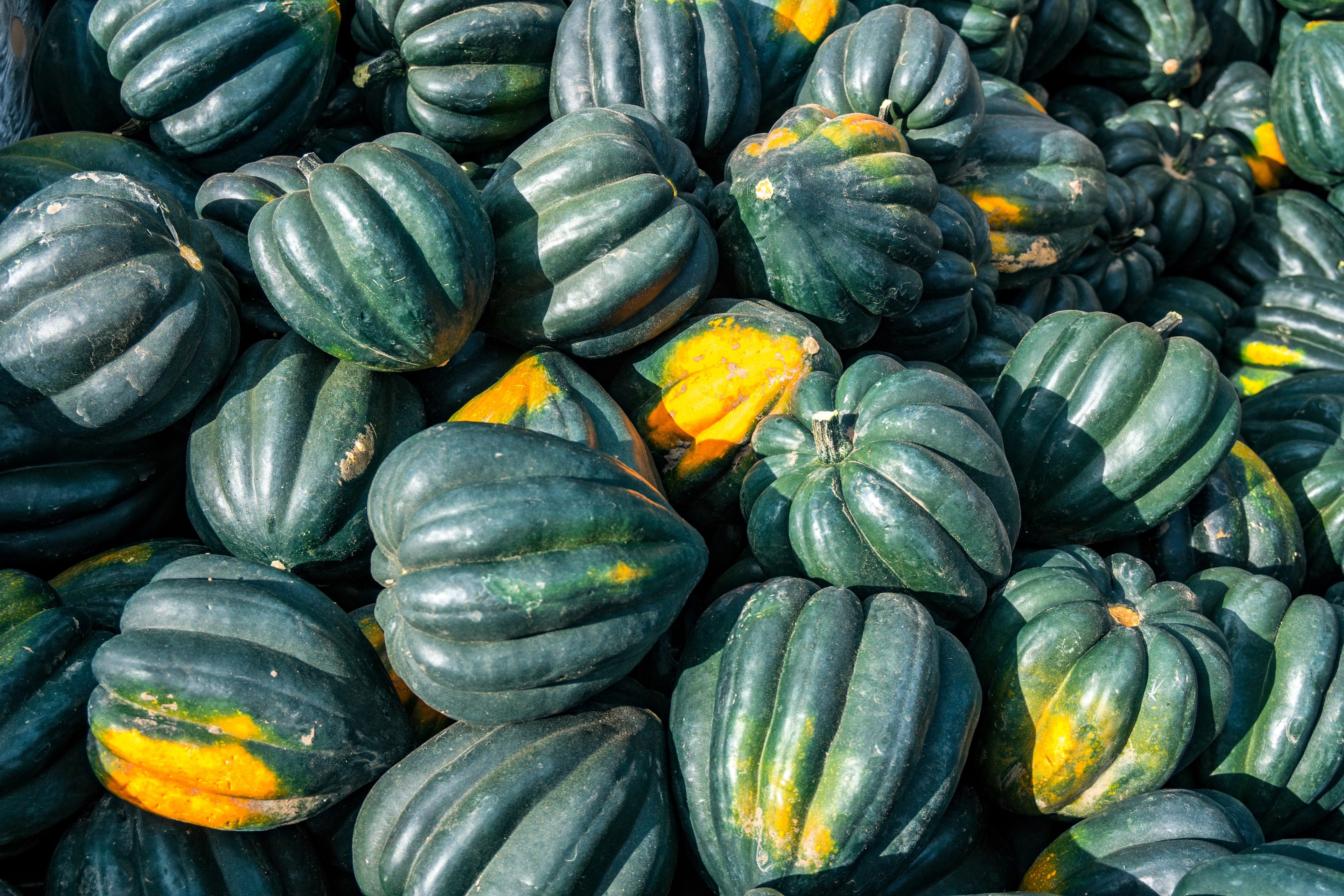 50 TABLE KING Acorn SQUASH Winter or Summer Cucurbita Maxima Vegetable Seeds
