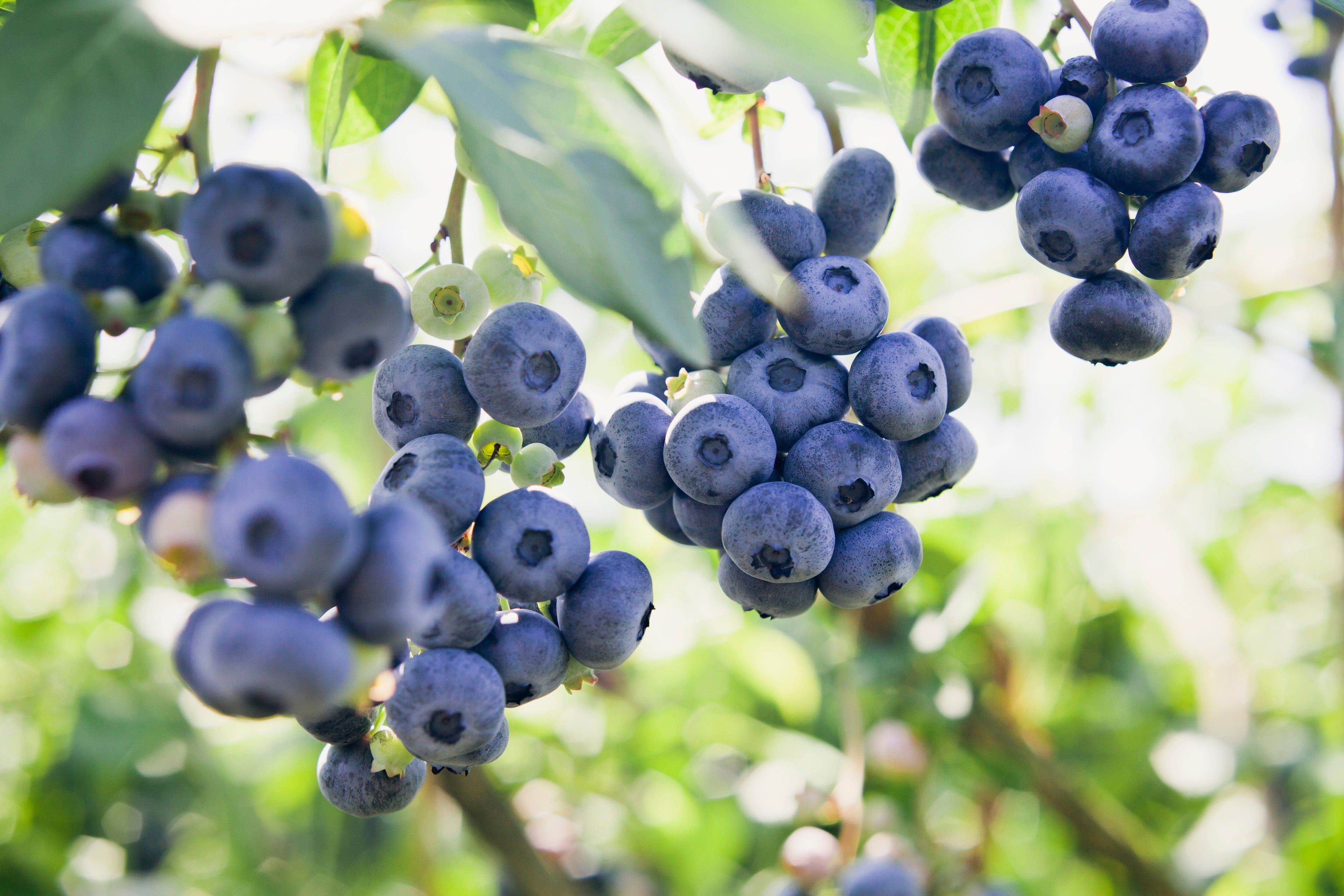 50 Northern HIGHBUSH BLUEBERRY BUSH Vaccinium Fruit Shrub Blue Berry White Flower Seeds