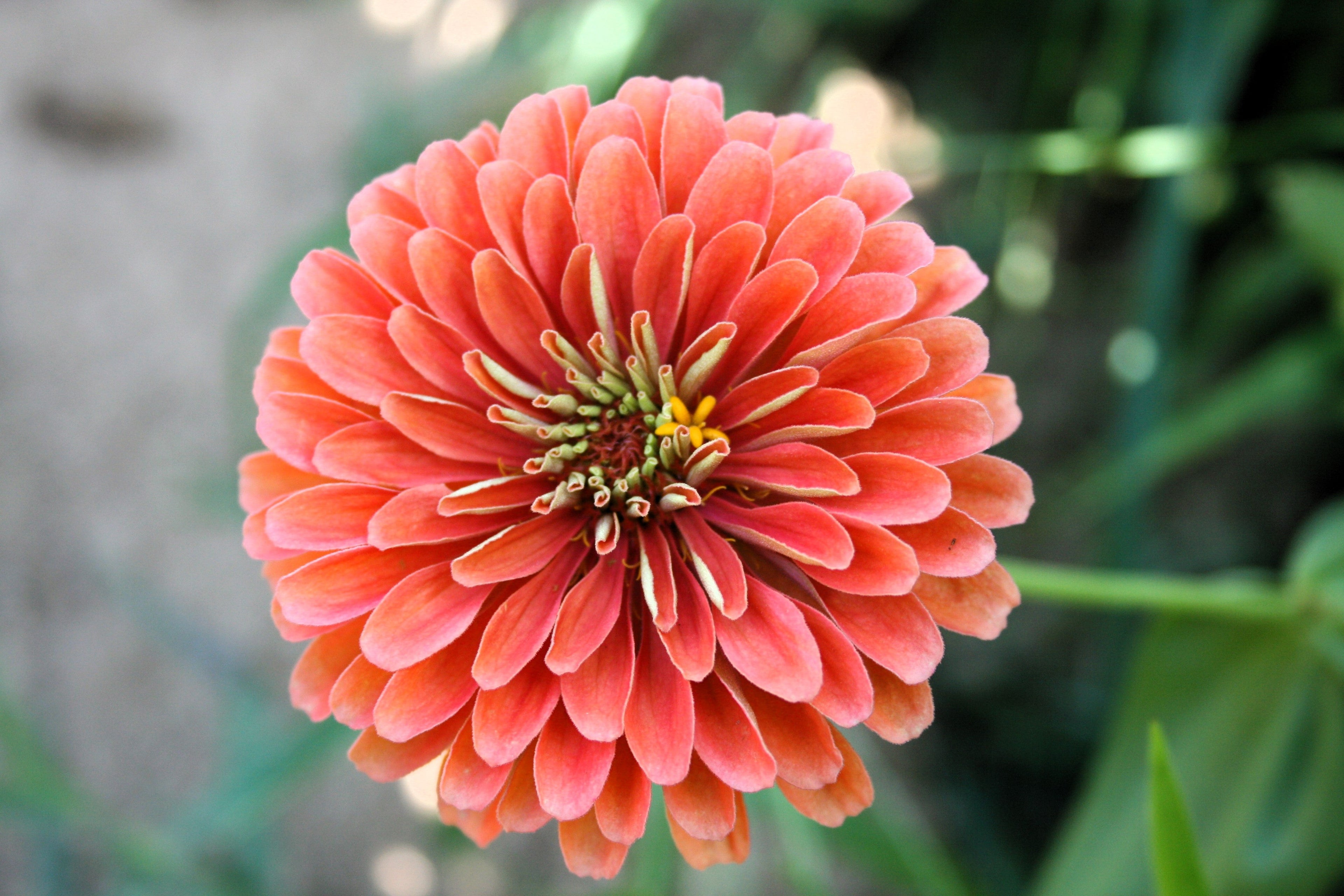 500 Mixed Colors CALIFORNIA GIANT ZINNIA Elegans Flower Seeds