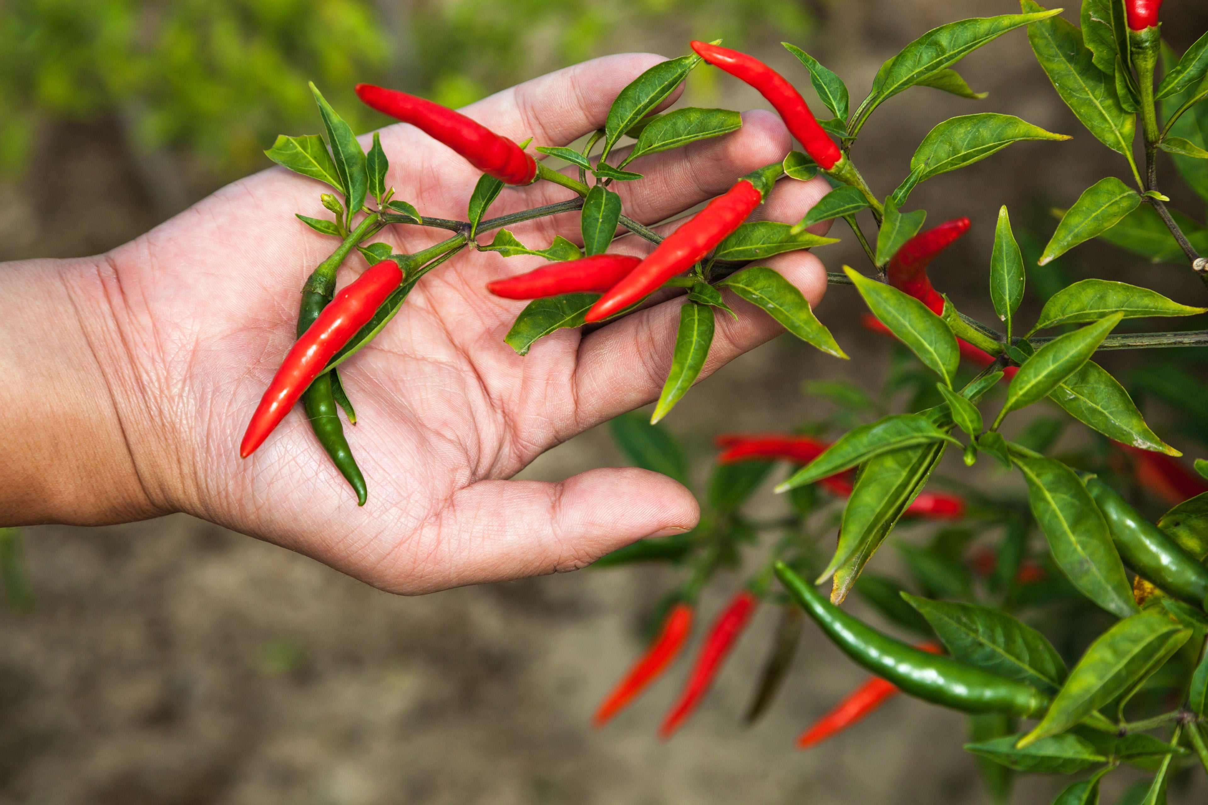 300 LONG Red CAYENNE PEPPER Hot Capsicum Annuum Vegetable Seeds