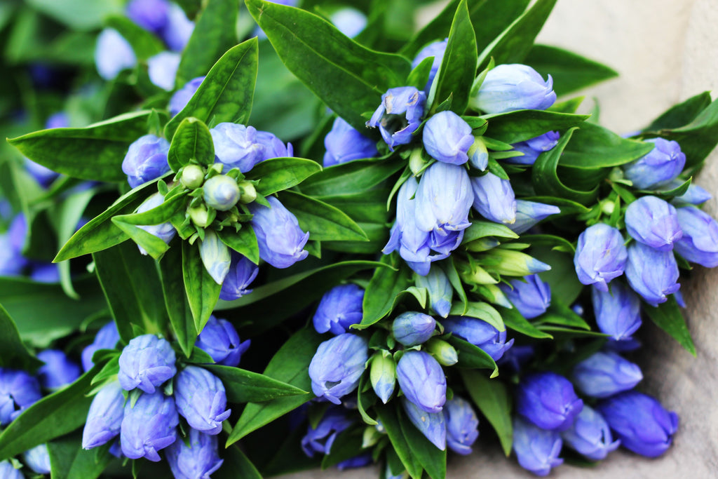 200 BOTTLE GENTIAN (Closed or Blind Gentian / Cloistered Heart) Gentiana Andrewsii Flower Seeds