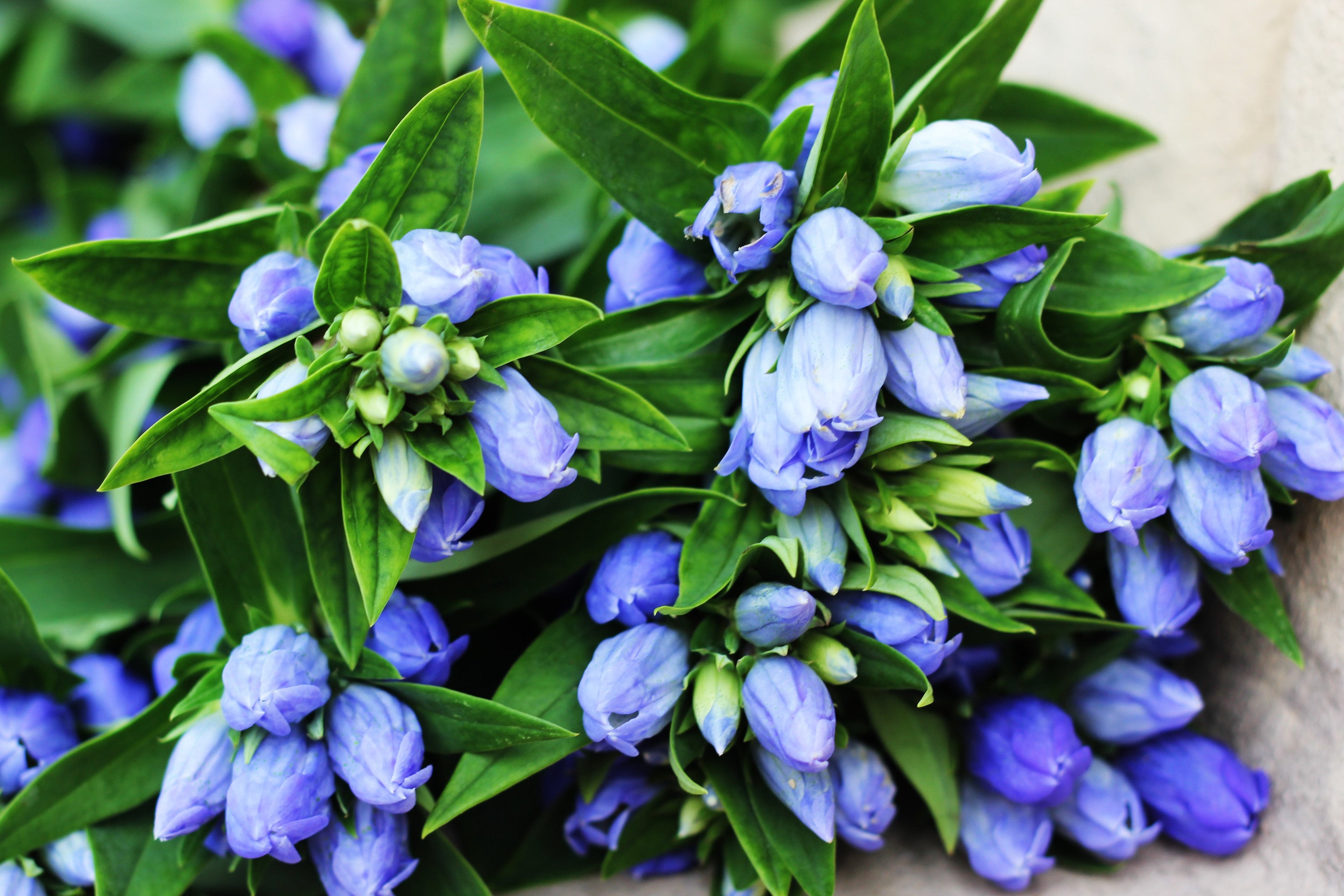 200 BOTTLE GENTIAN (Closed or Blind Gentian / Cloistered Heart) Gentiana Andrewsii Flower Seeds