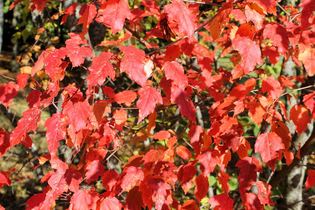 20 Tatarian FLAME MAPLE TREE Red Acer Tataricum Seeds