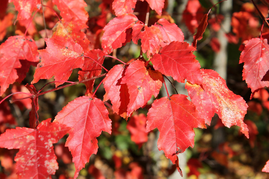 20 Tatarian FLAME MAPLE TREE Red Acer Tataricum Seeds