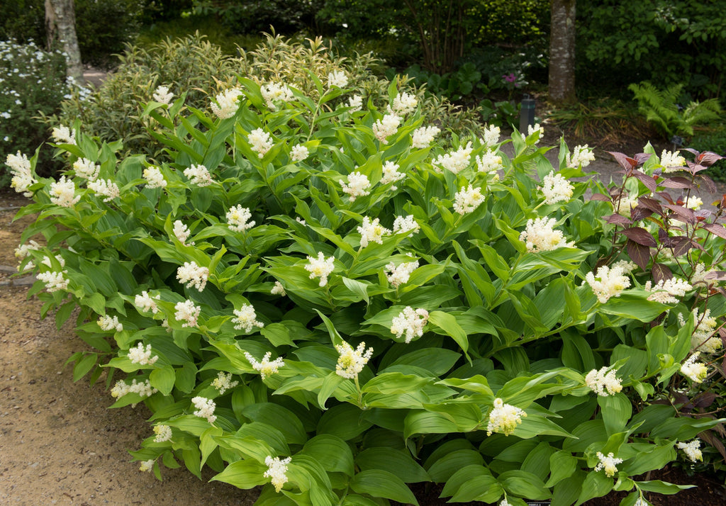 10 SOLOMON'S SPIKE White Western False Seal Maianthemum Racemosum Flower Seeds