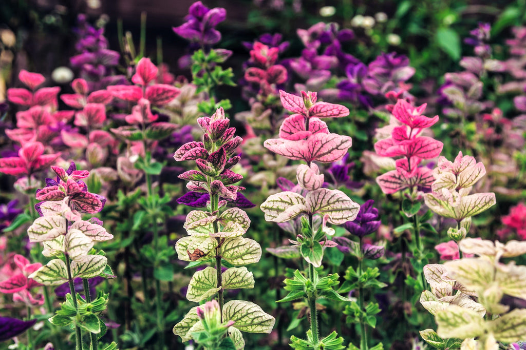 75 TRICOLOR CLARY SAGE Mix Blue Pink White Salvia Viridis Horminum Herb Flower Seeds