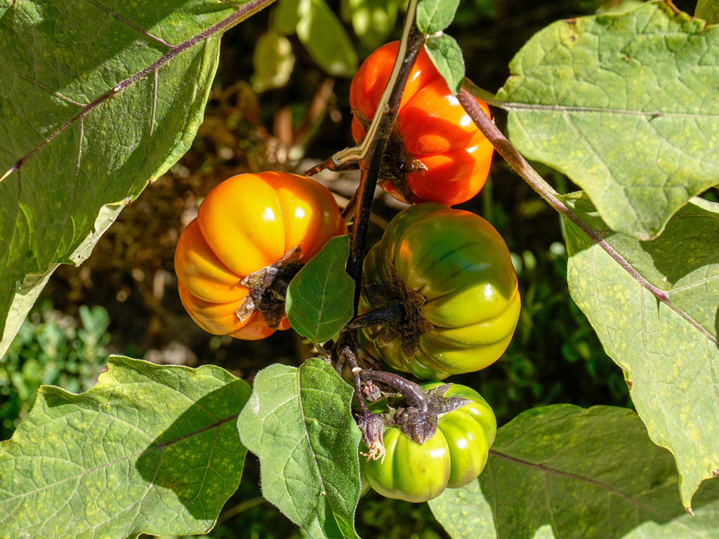 25 RUFFLED RED EGGPLANT Pumpkin On A Stick Edible & Ornamental Solanum Melongena Seeds