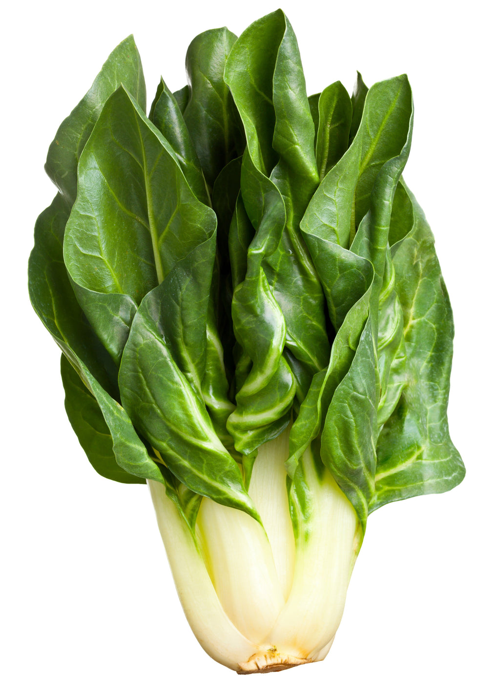 Chard Rib Eye 250 BARESE SWISS CHARD White Rib Perpetual Spinach Beta Vulgaris Veget ...