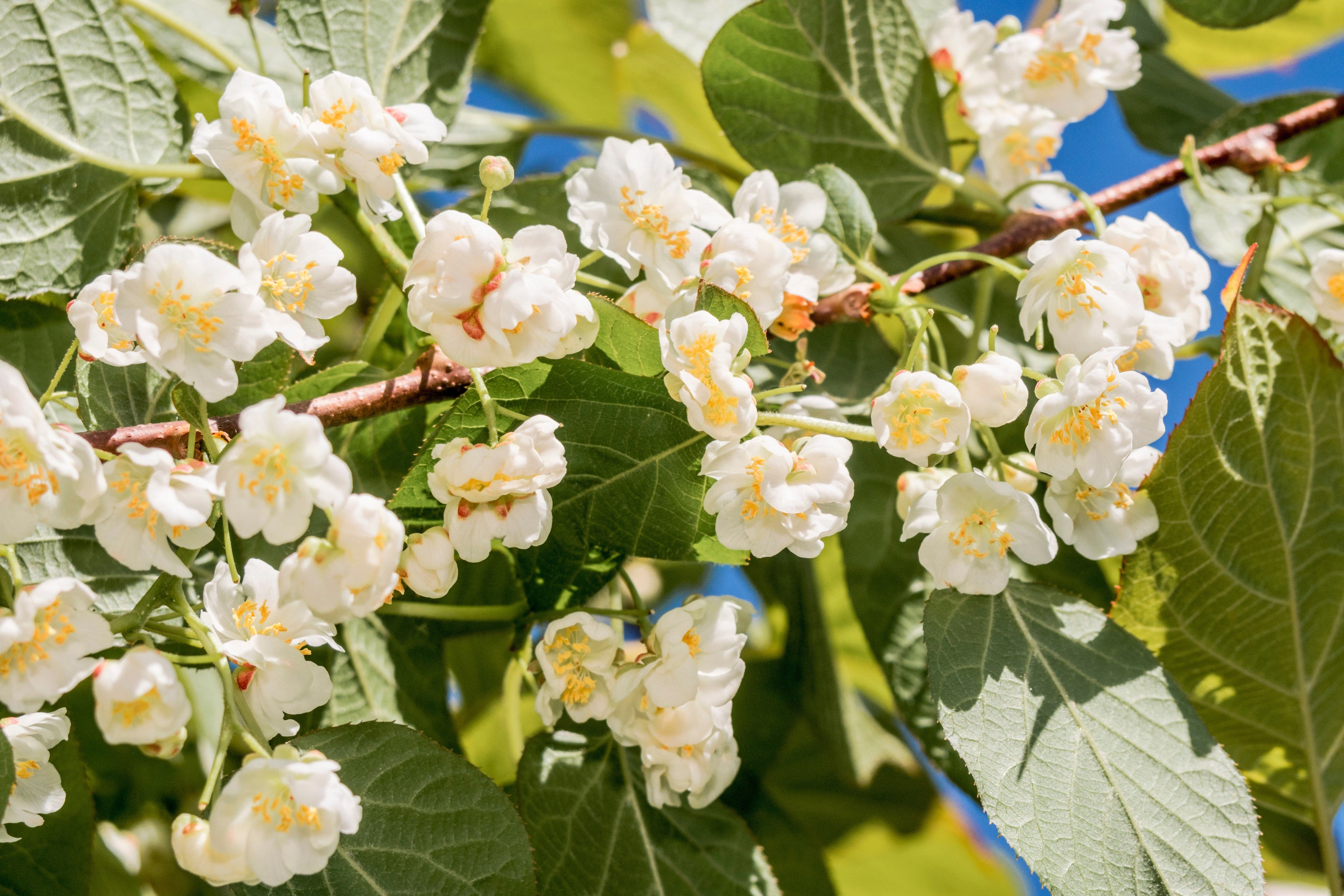 20 Variegated ARCTIC BEAUTY KIWI Fruit Edible Actinidia Kolomikta Vine Seeds
