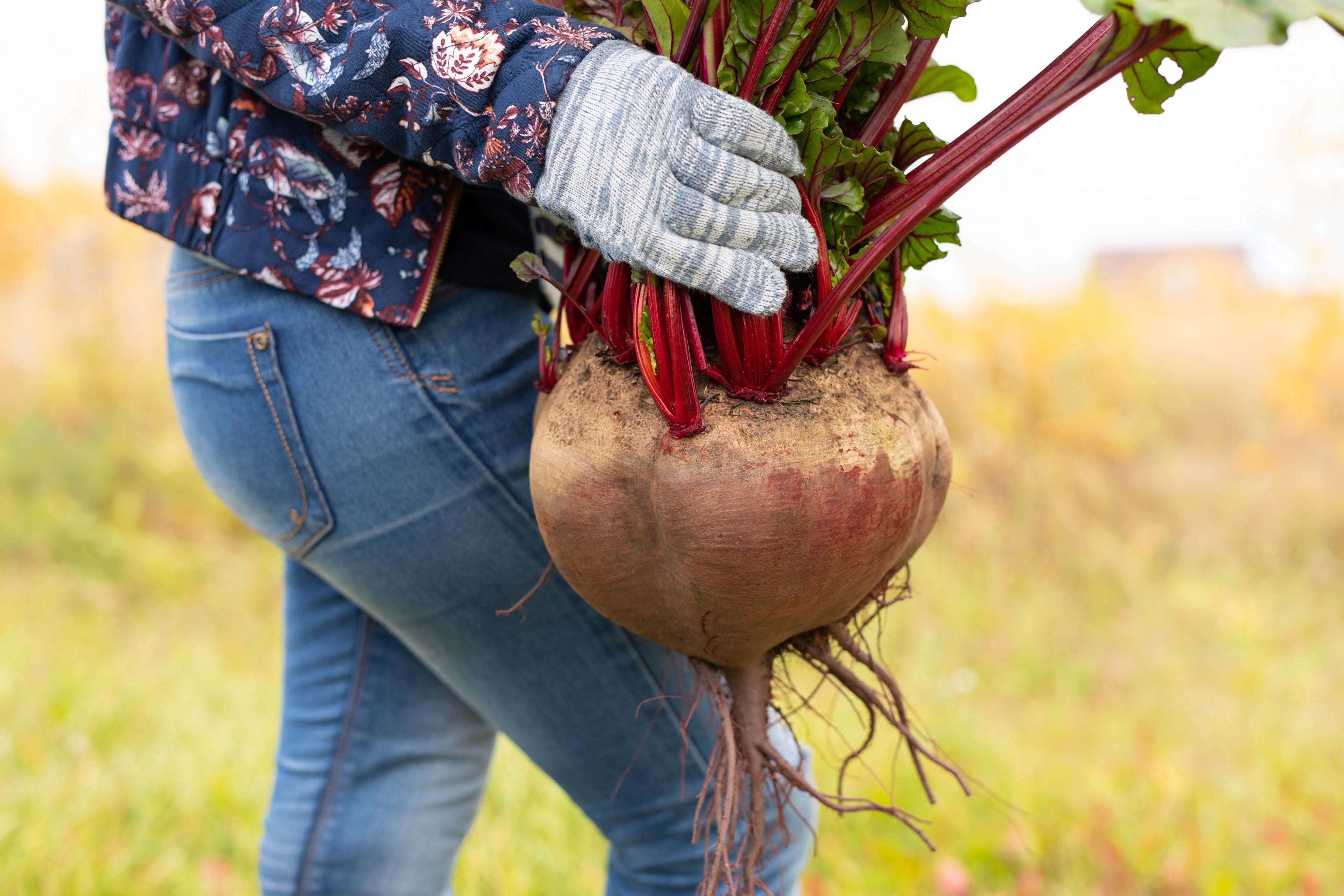 75 Giant Red BEET Mangelwurzel Mangel Mangold Wurzel Mammoth Long Beta Vulgaris Seeds