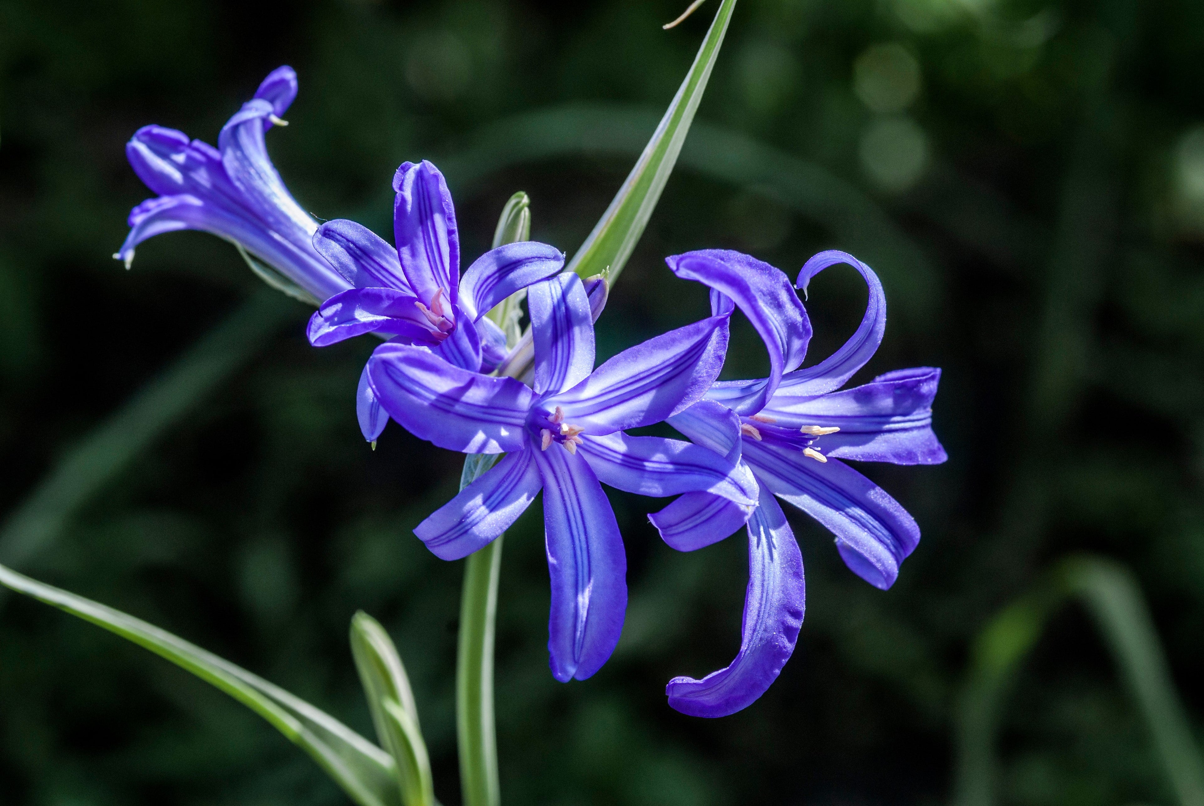 10 BLUE SIBERIAN LILY Mountain Ixia Altai Ixiolirion Tataricum Flower Seeds