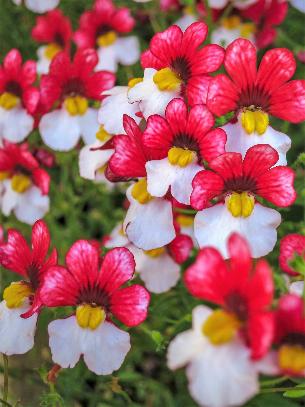 50 RED & WHITE NEMESIA Strumosa Danish Flag Fragrant Bicolor Flower Seeds