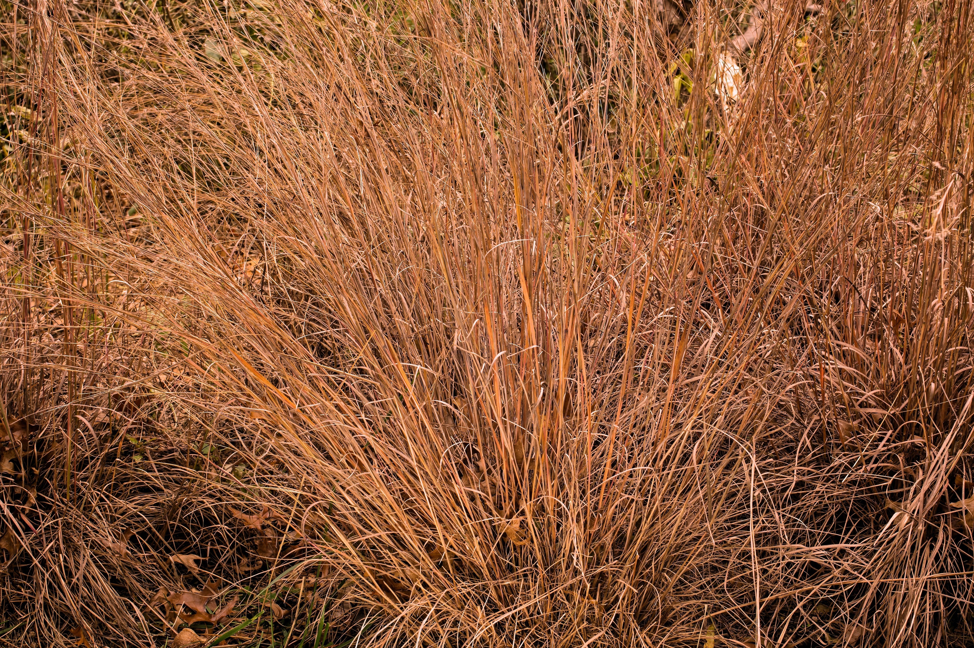 300 LITTLE BLUESTEM GRASS Schizachyrium Scoparius Seeds