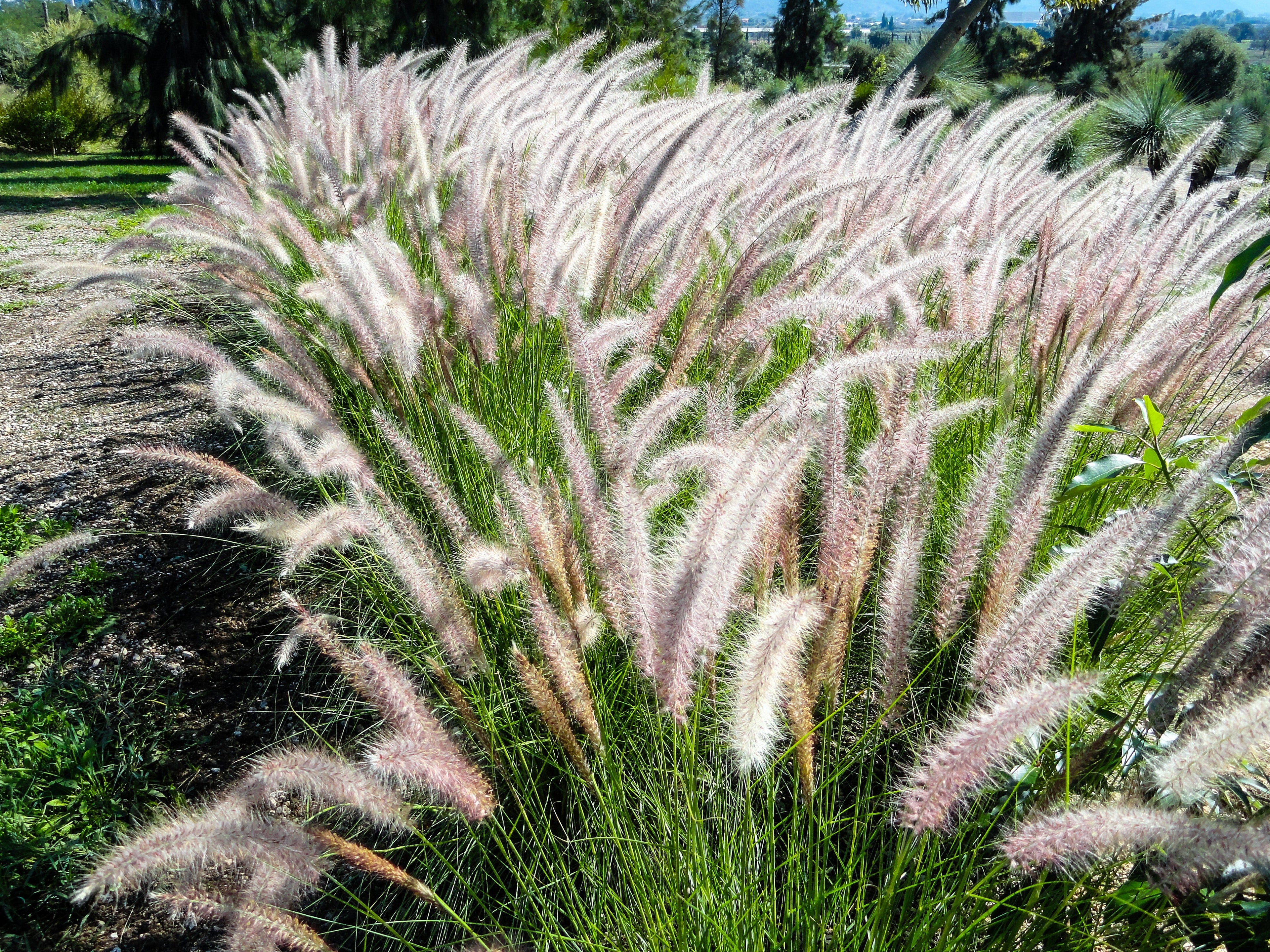 25 DWARF FOUNTAIN GRASS Pennisetum Alopecuroides Hardy Ornamental White Plume Seeds