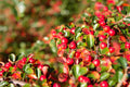 20 BEARBERRY Arctostaphylos Uva-Ursi Kinnikinnick Pinemat Manzanita Flower Seeds