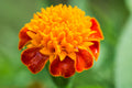 250 DWARF DOUBLE MARIGOLD ' Orange Flame ' Tagetes Patula French Red Flower Seeds