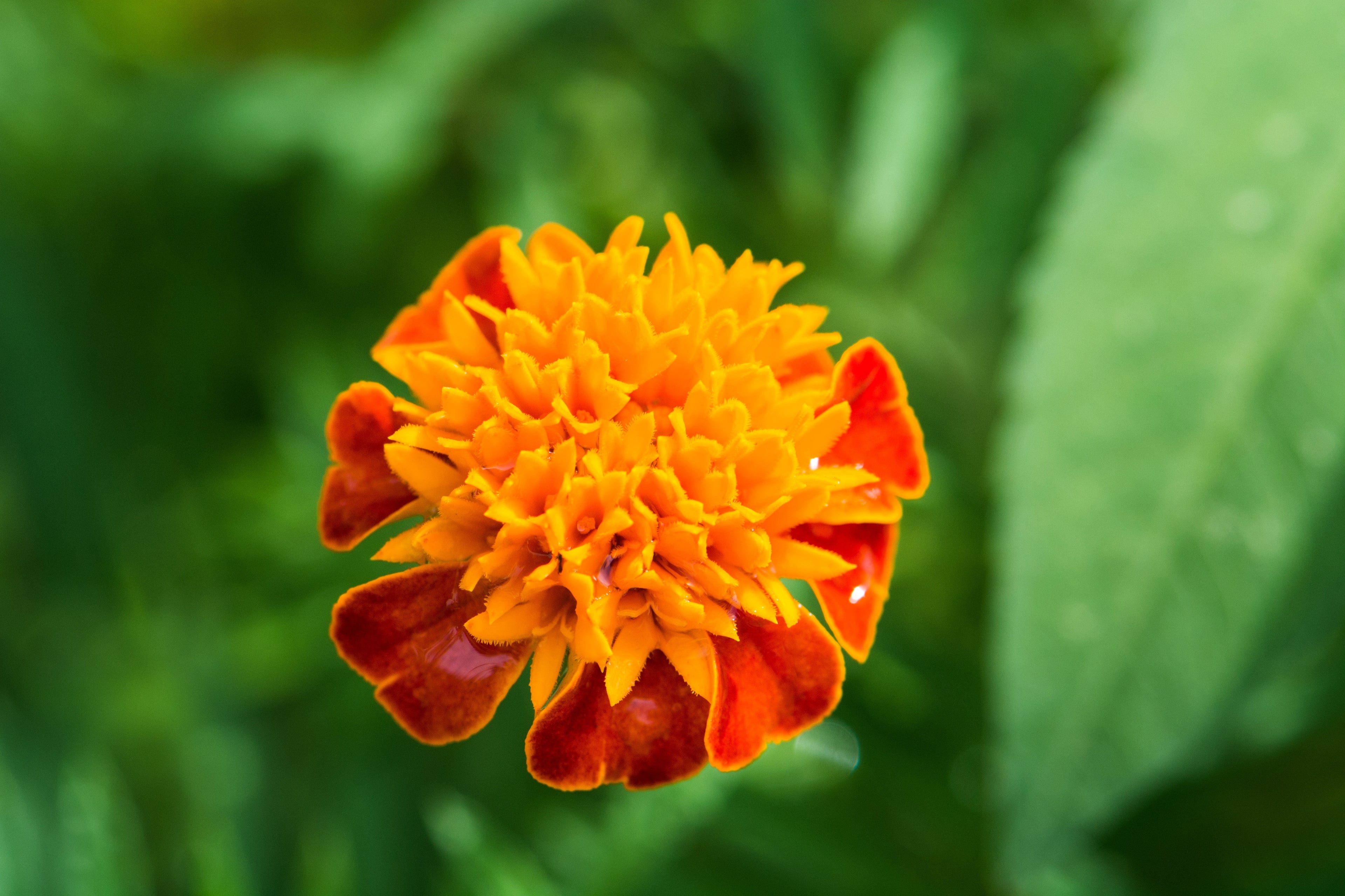 250 DWARF DOUBLE MARIGOLD ' Orange Flame ' Tagetes Patula French Red Flower Seeds