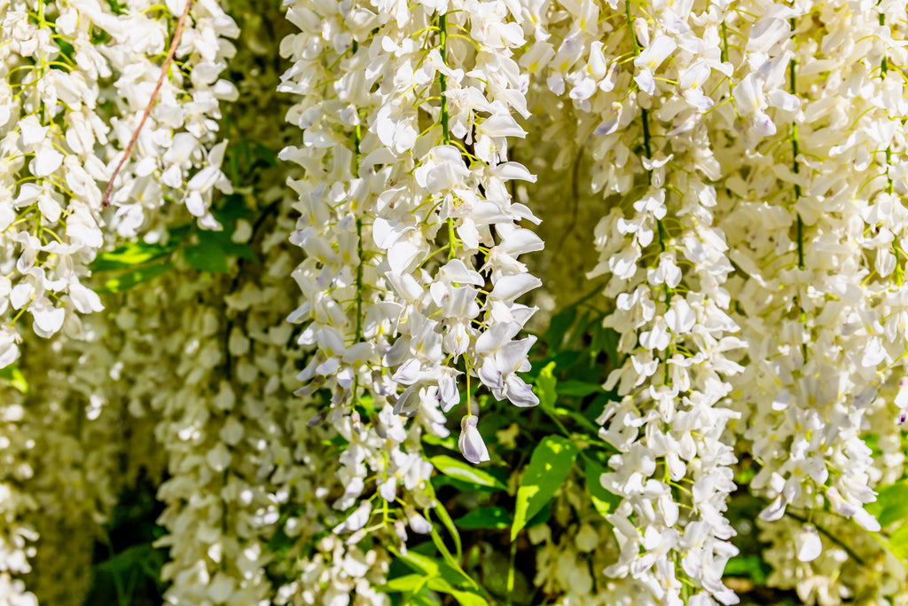 5 WHITE WISTERIA Floribunda Alba Ornamental Japanese Flower Vine Seeds