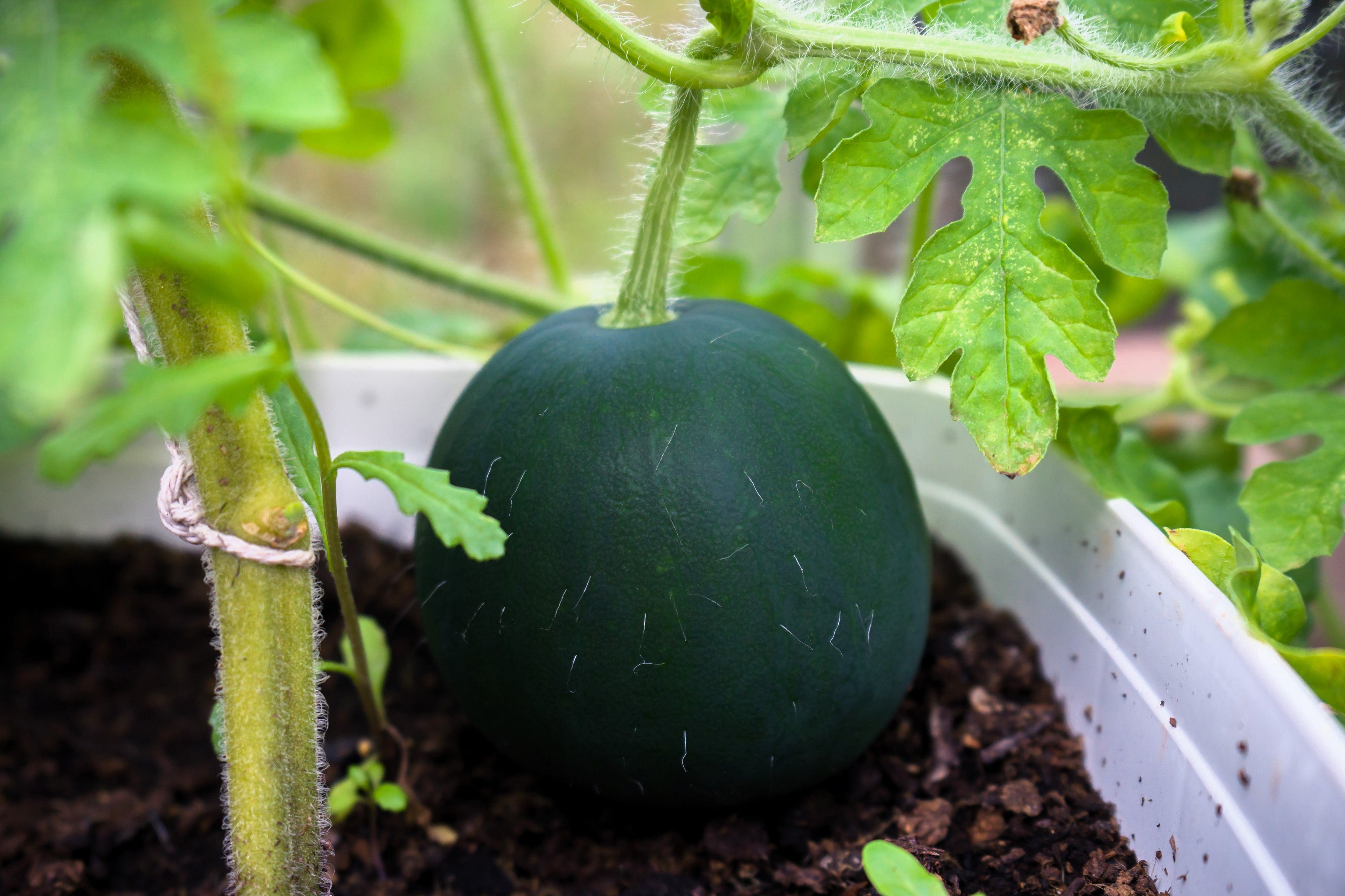 100 SUGAR BABY WATERMELON Citrullus lanatus Fruit Melon Seeds