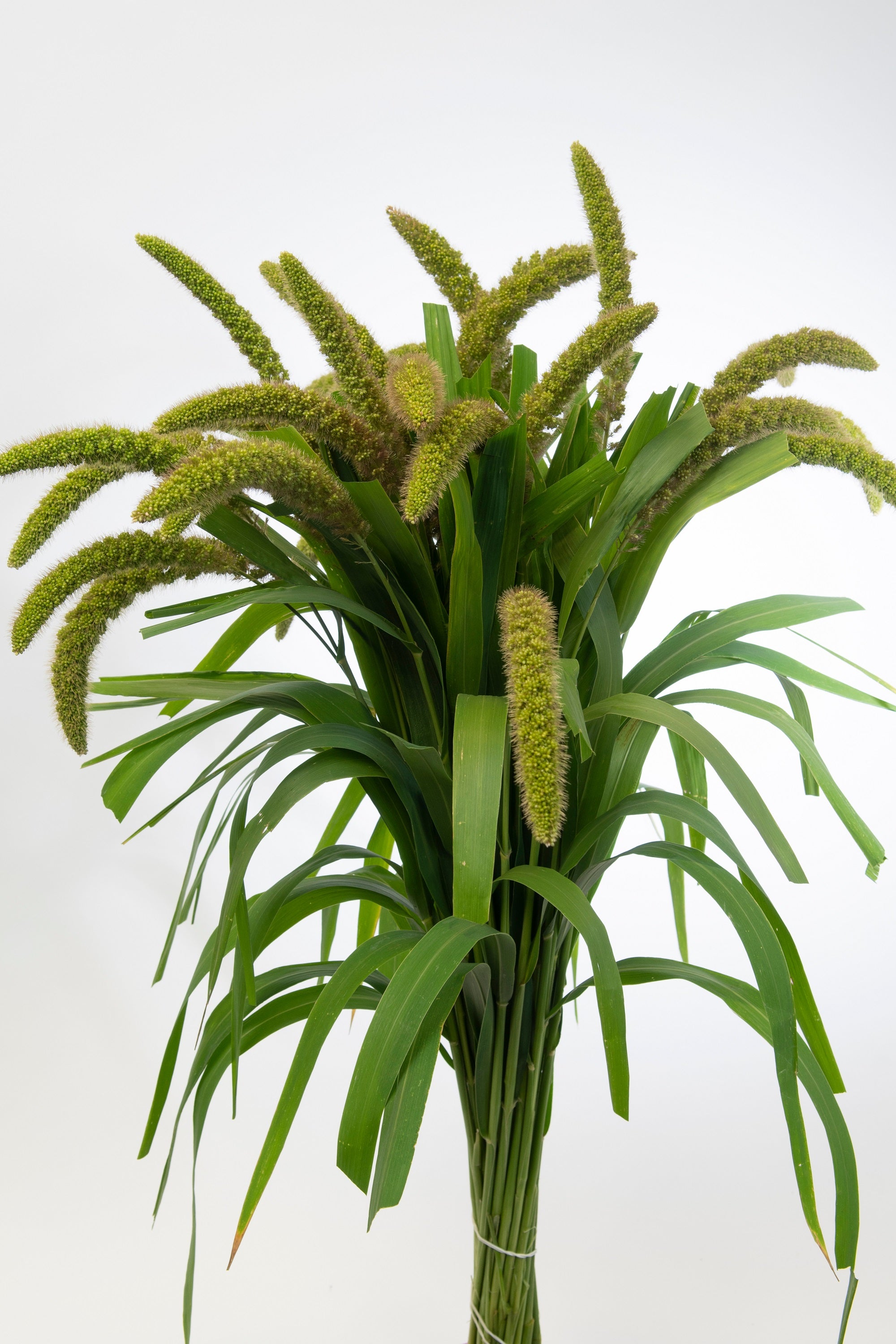 100 FOXTAIL MILLET Setaria Italica Ornamental Grass Wildlife Food Flower Seeds