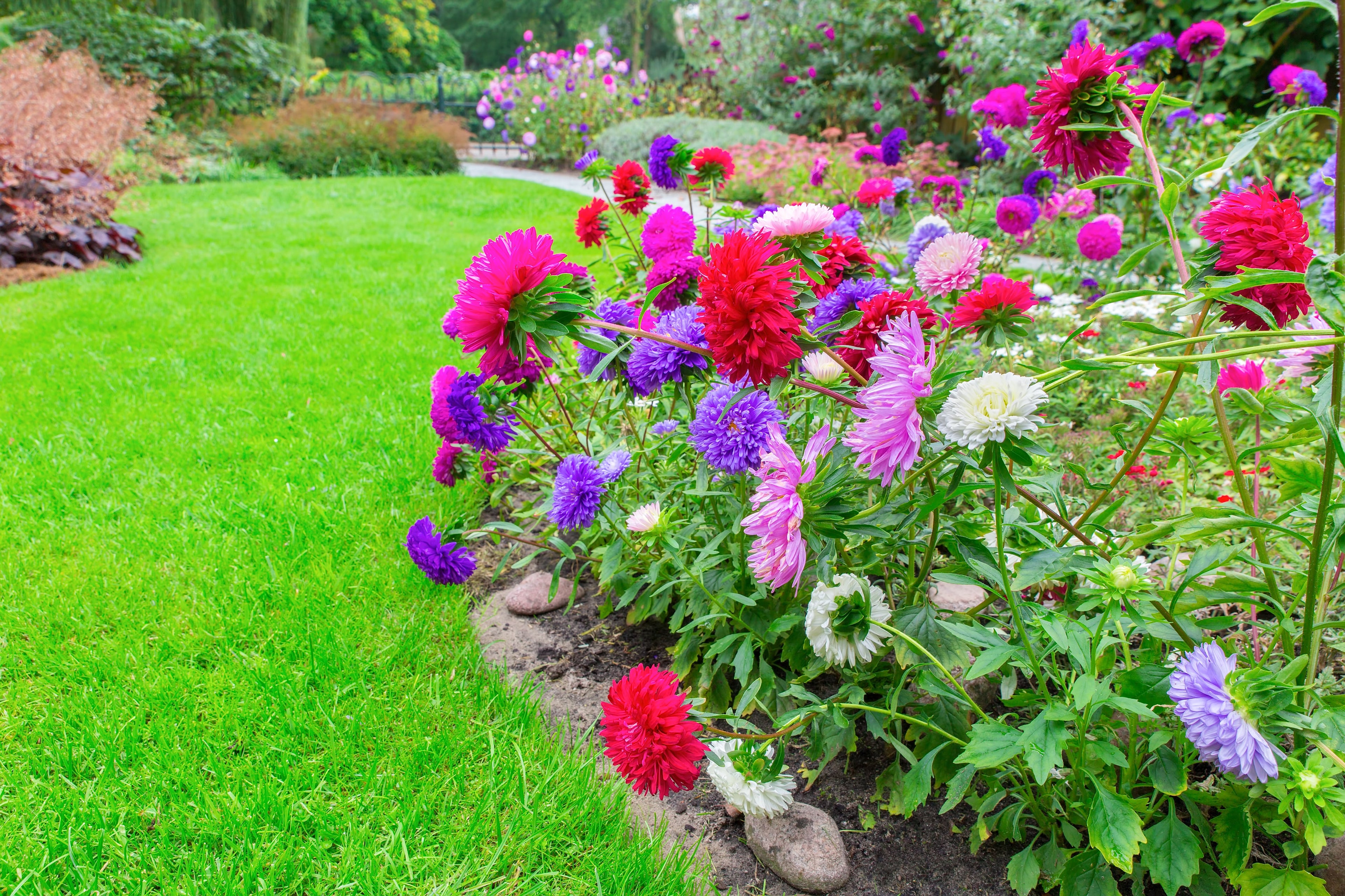 30 MIXED PAEONY ASTER Callistephus Duchess Peony Red Pink White Blue Purple Yellow Coral Apricot French Flower Seeds